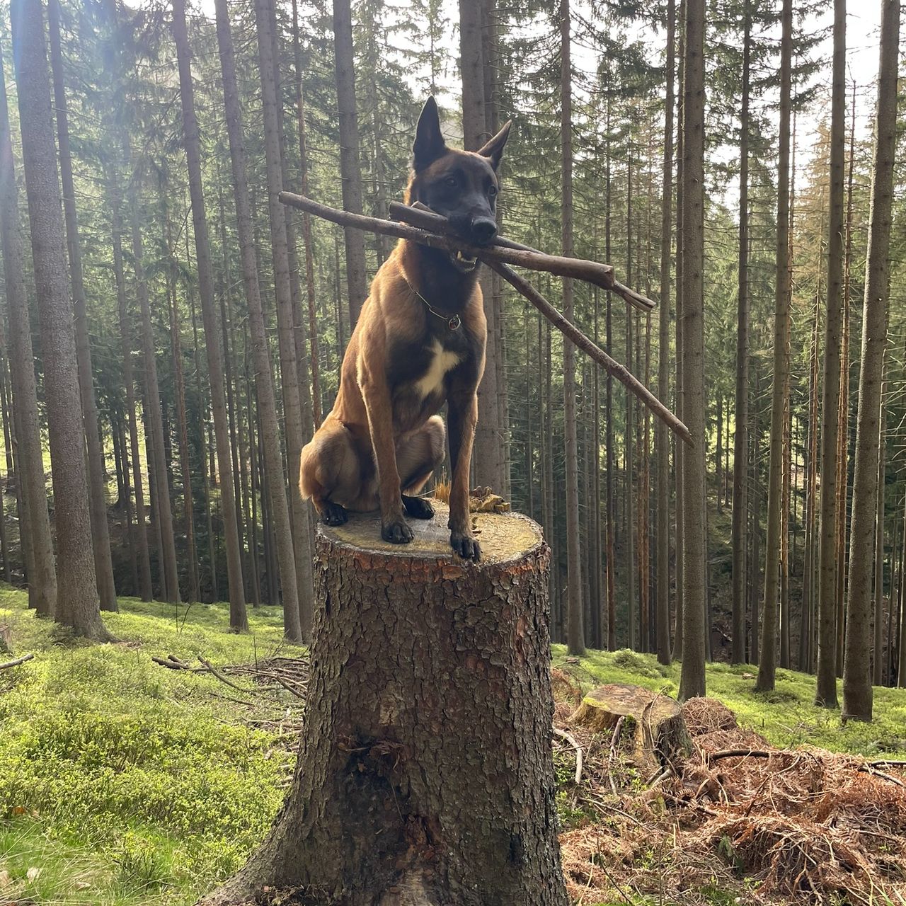 Soutěžní fotografie - Oggy,  Belgický ovčák - Malinois