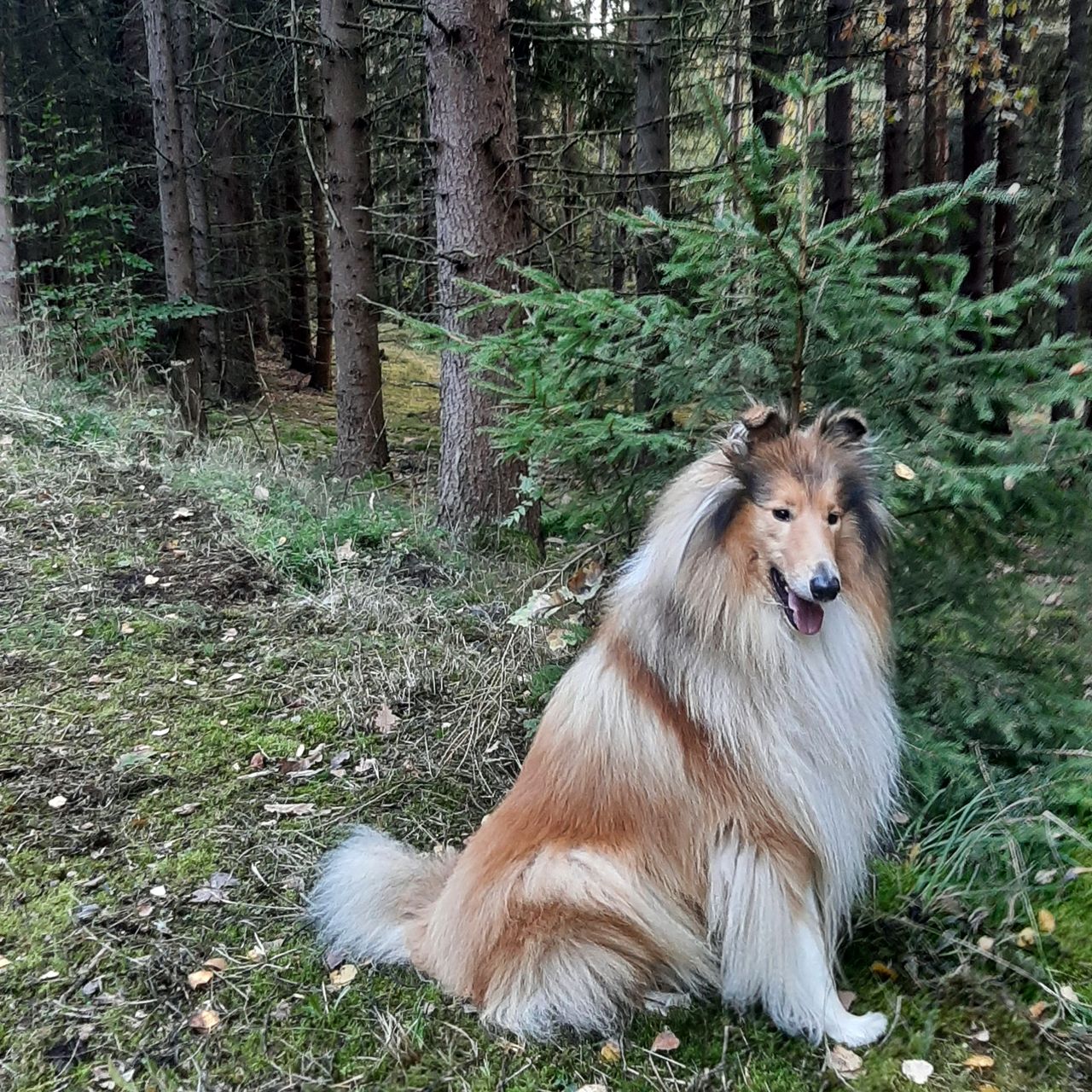 Soutěžní fotografie - Cedric Srdce smečky,  Kolie dlouhosrstá