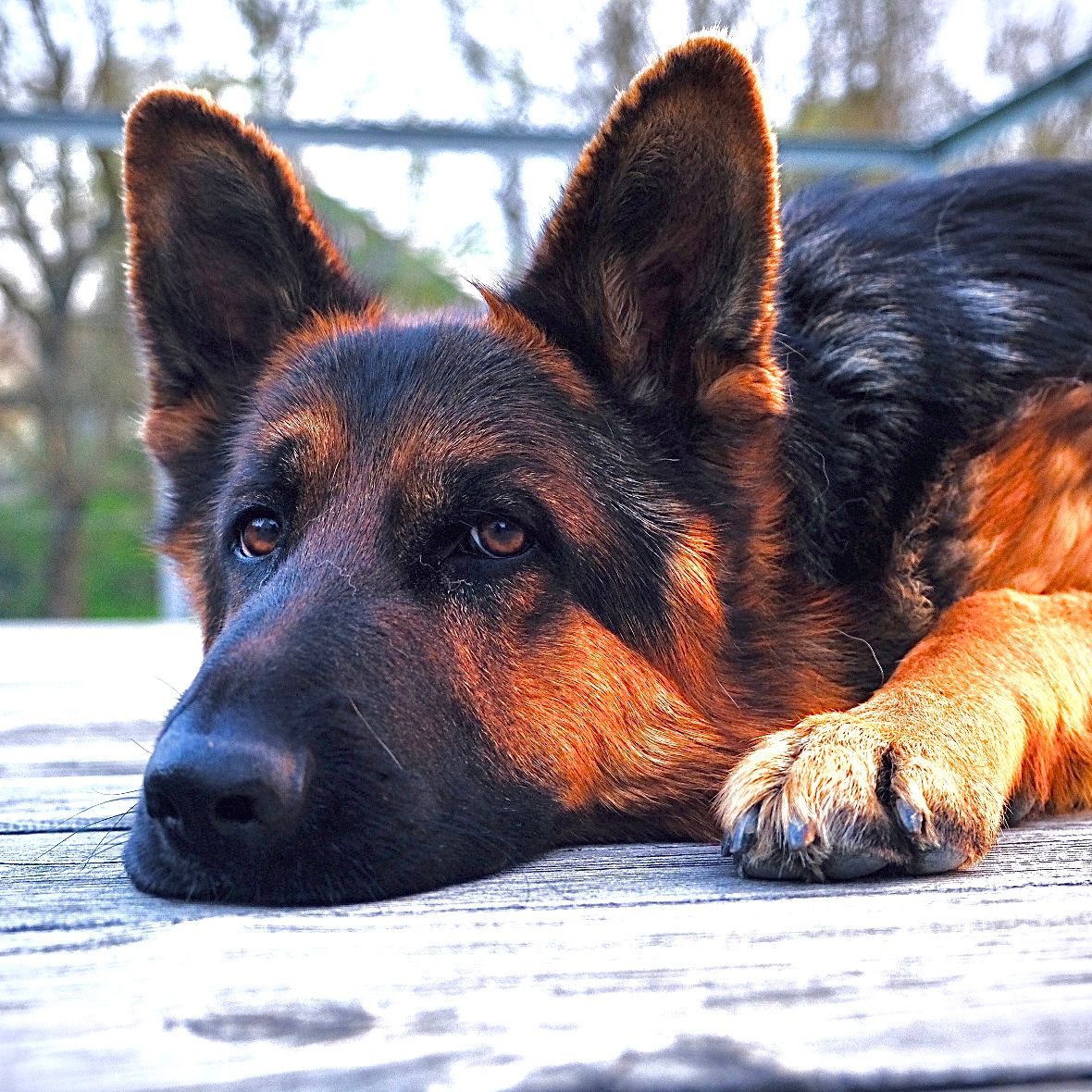 Soutěžní fotografie - Sid,  Německý ovčák