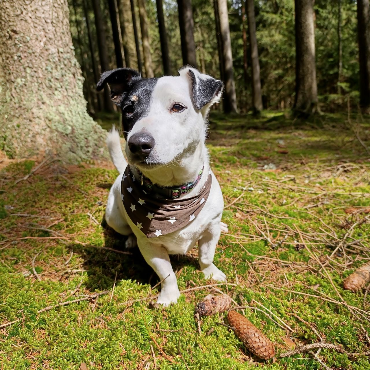 Soutěžní fotografie - Cyril,  Jack Russell Teriér
