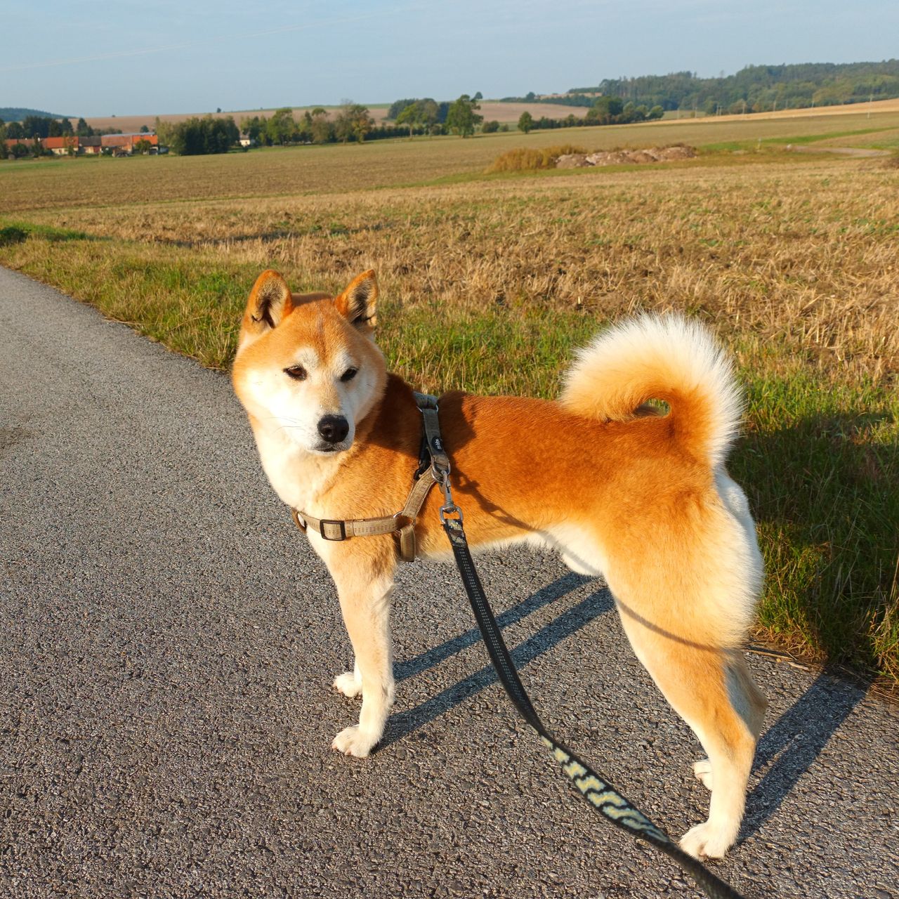 Soutěžní fotografie - Benjiro,  Shiba