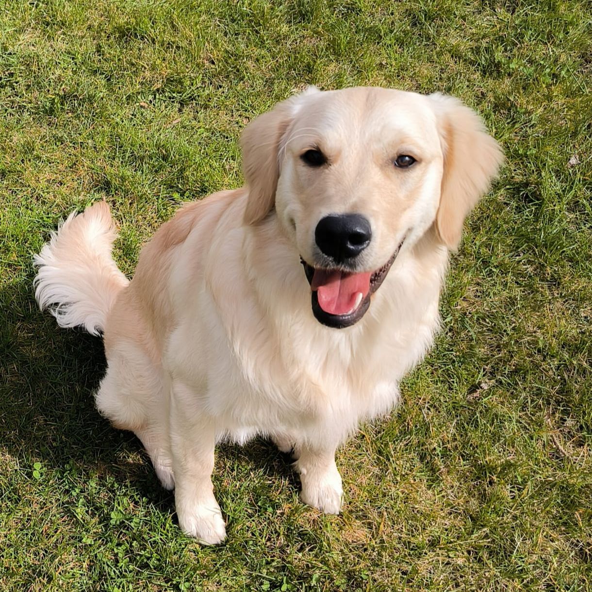 Soutěžní fotografie - Charlie,  Zlatý retriever