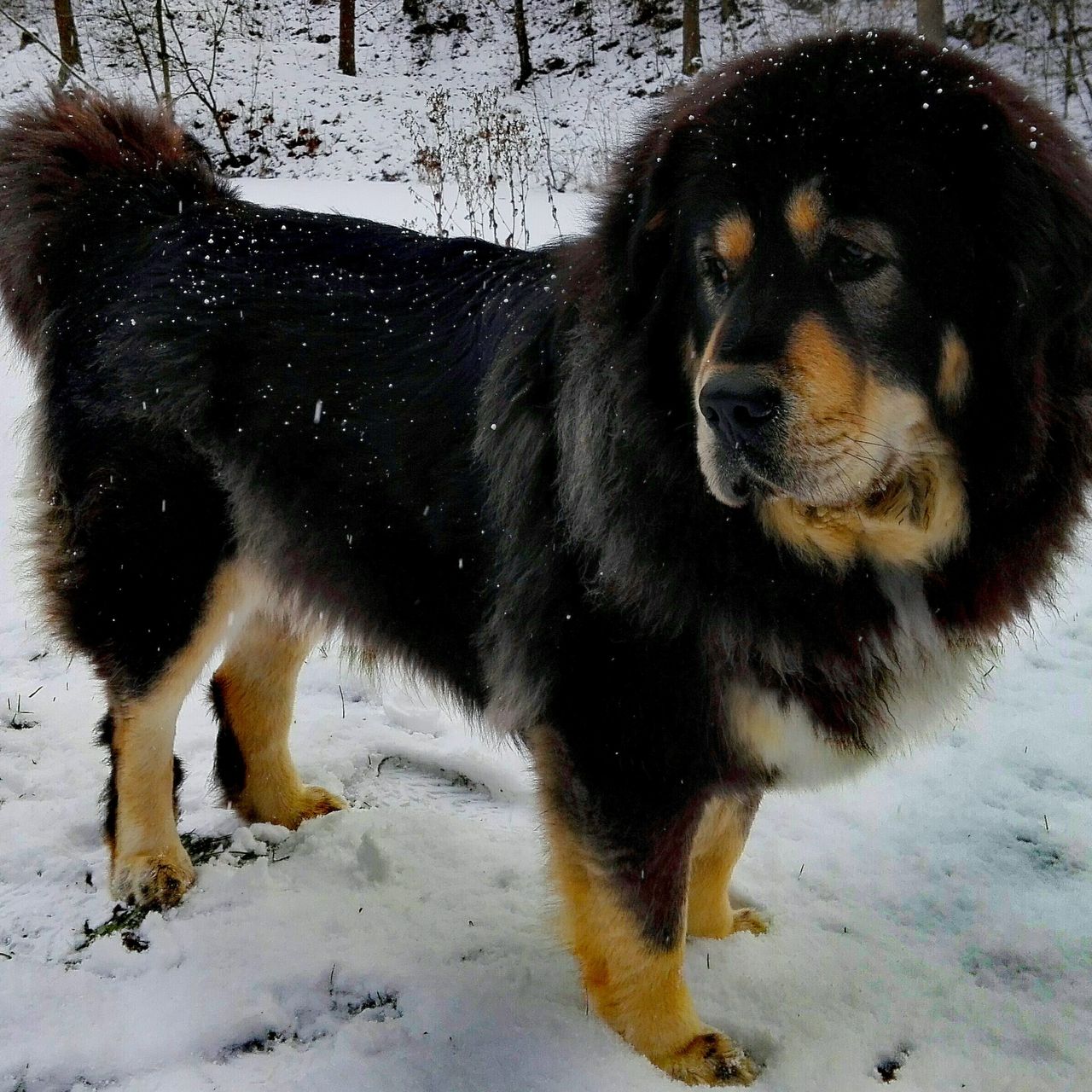 Soutěžní fotografie - Arya,  Tibetská doga