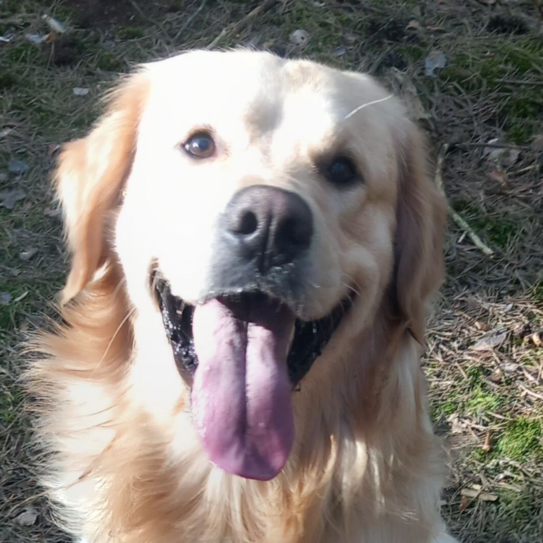 Soutěžní fotografie - Sajmon,  Zlatý retriever