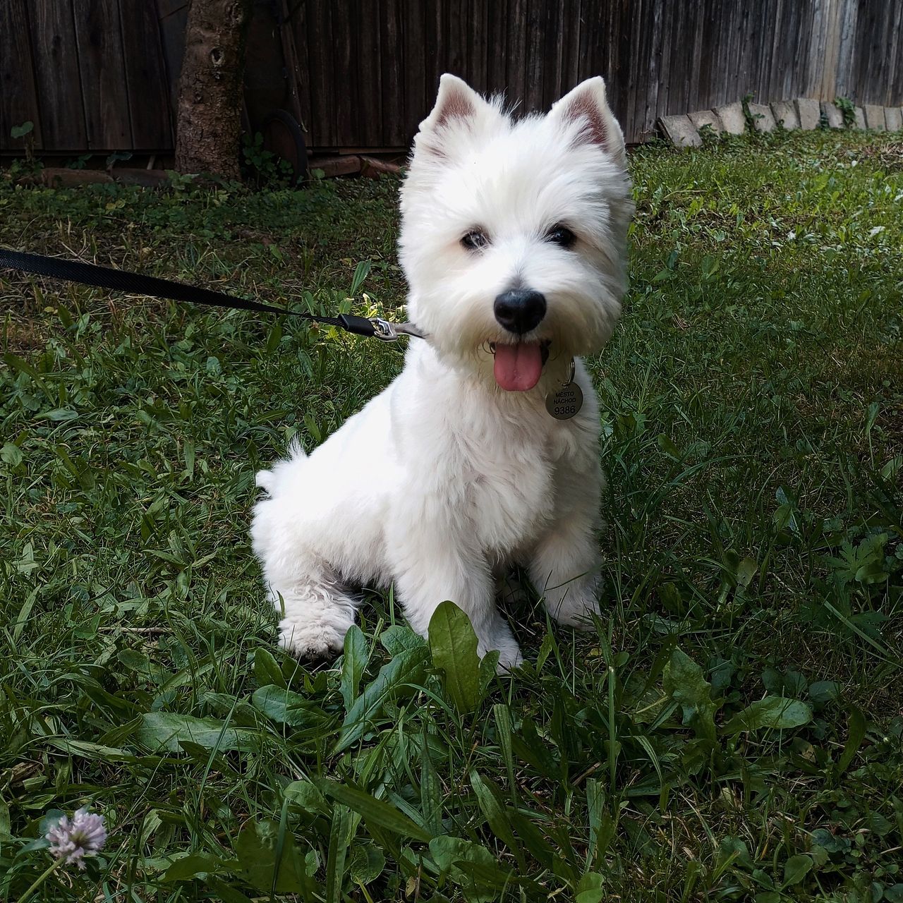 Soutěžní fotografie - Idefix,  West Highland White Terrier