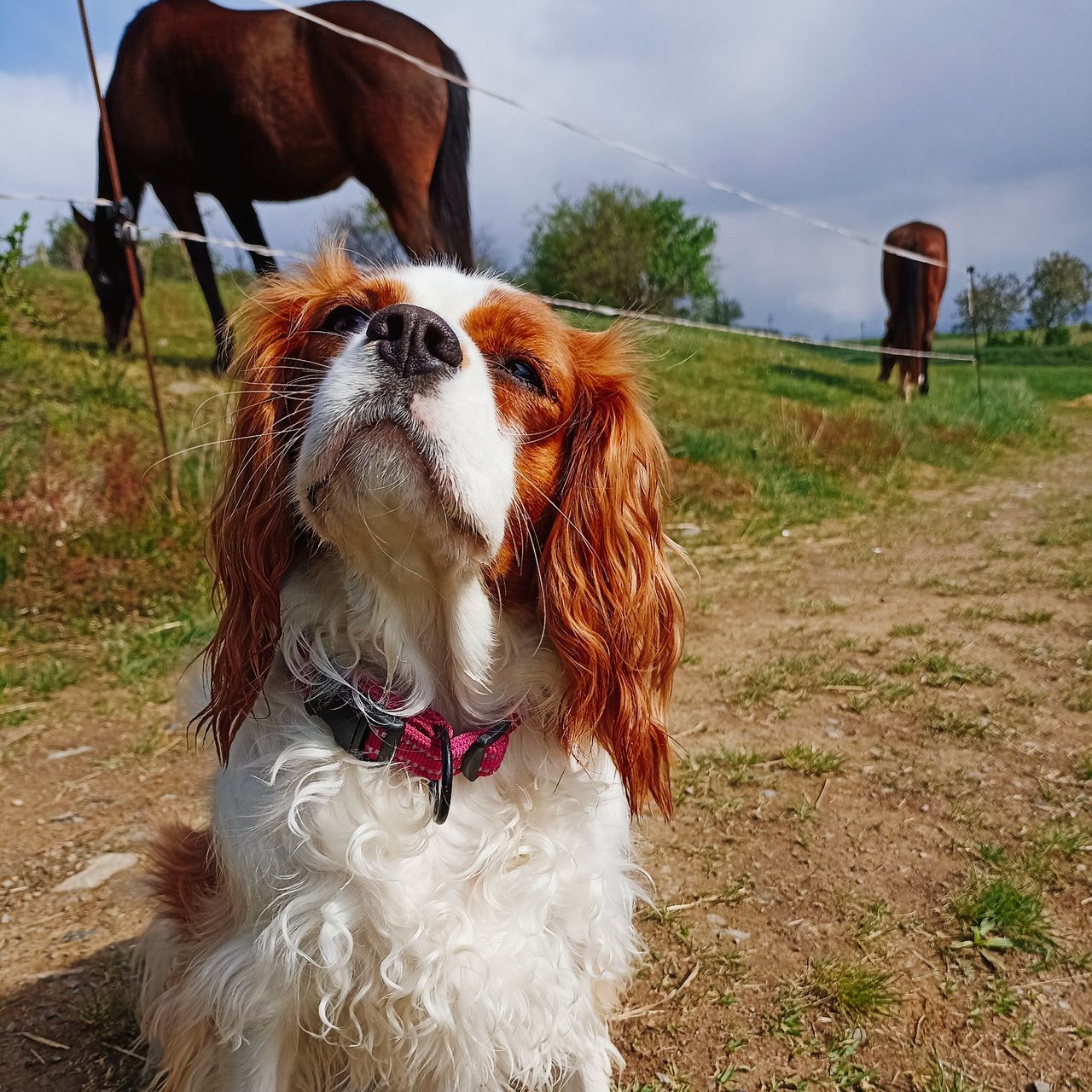 Soutěžní fotografie - Lili,  Kavalír King Charles španěl