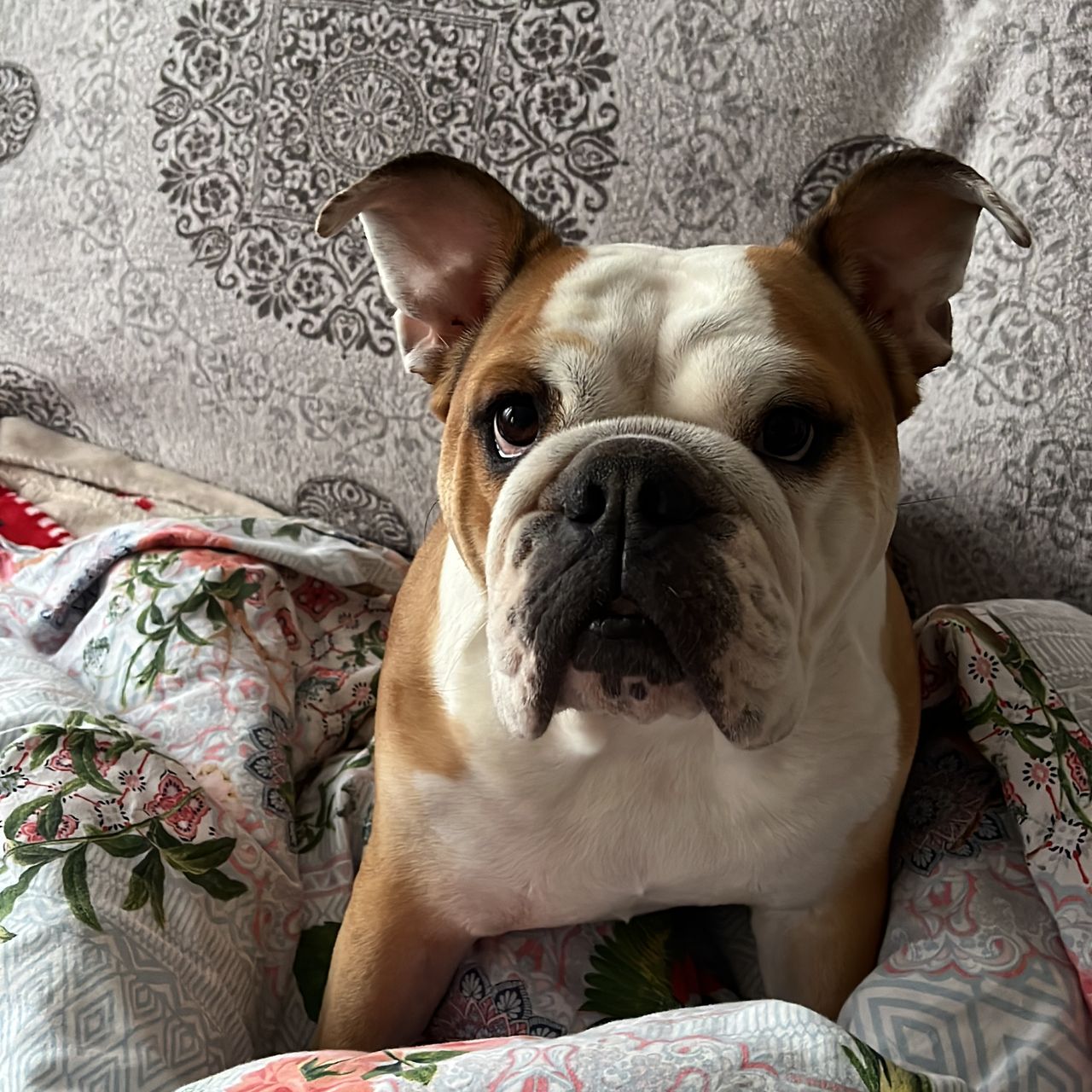 Soutěžní fotografie - Bibi,  Anglický buldok