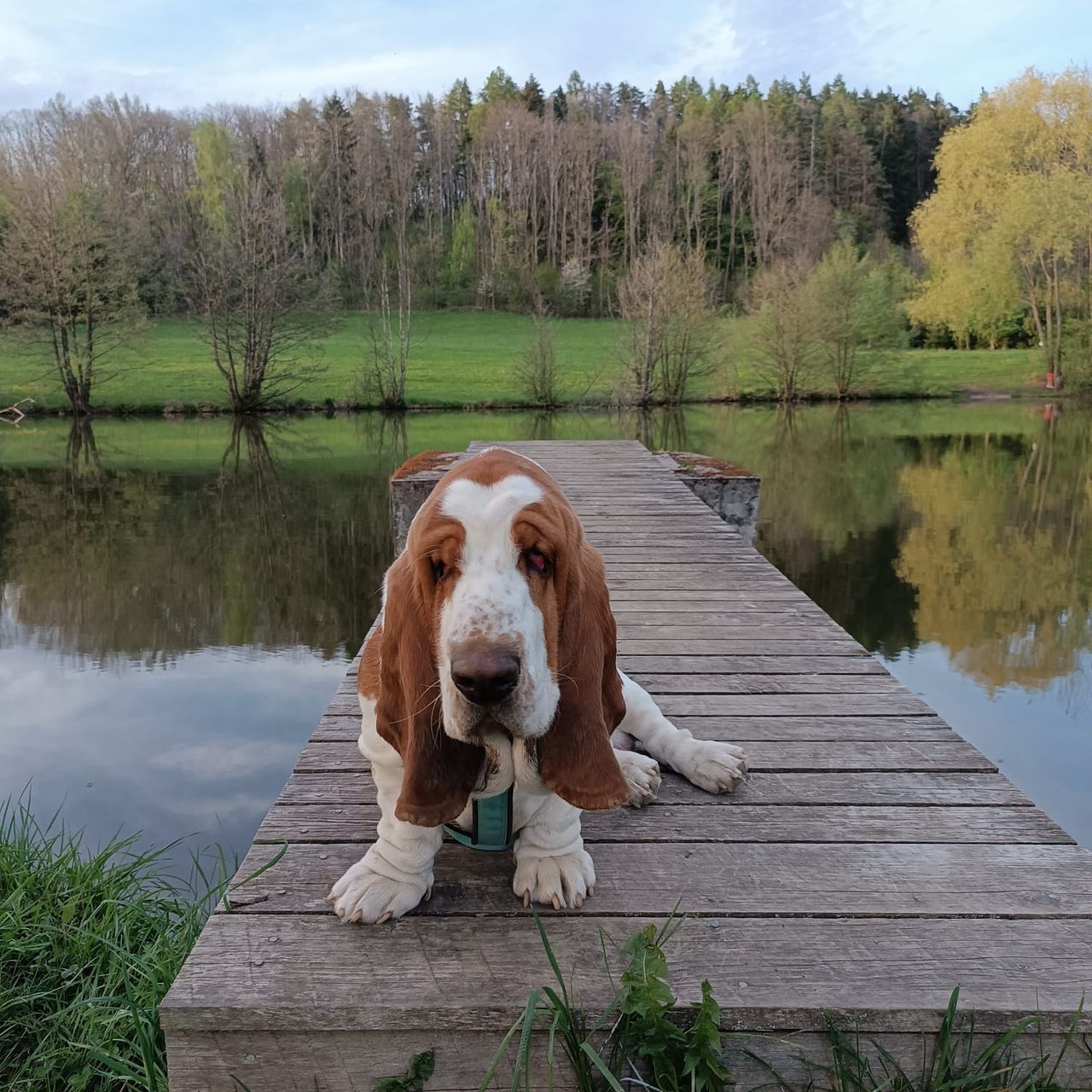 Soutěžní fotografie - Lojza,  Basset Hound