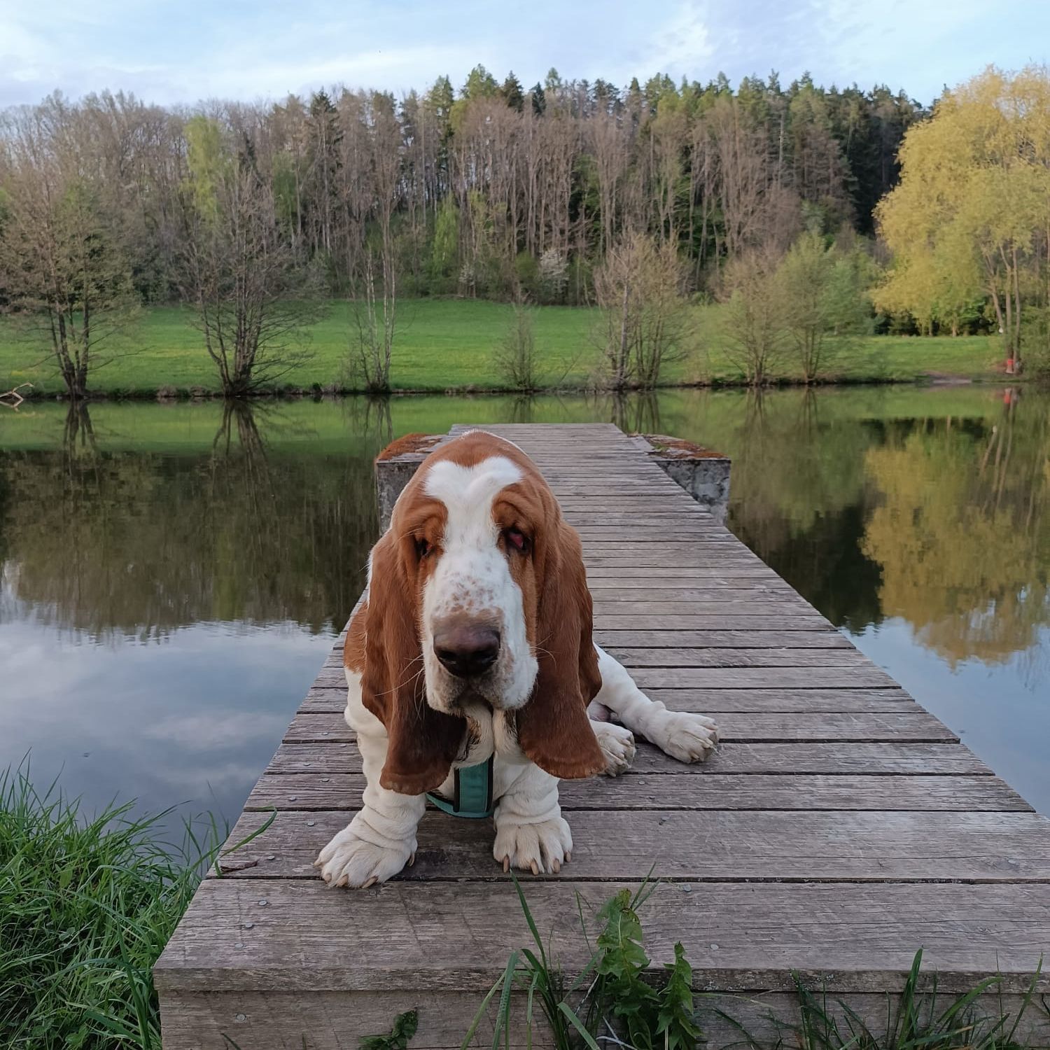 Soutěžní fotografie - Lojza,  Basset Hound