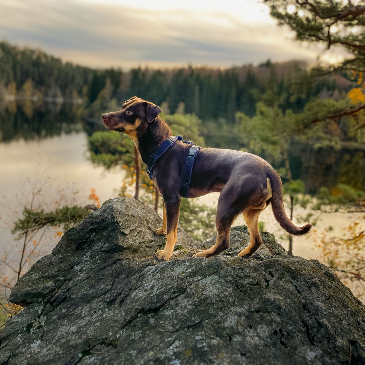 Soutěžní fotografie - Charlie,  Ostatní