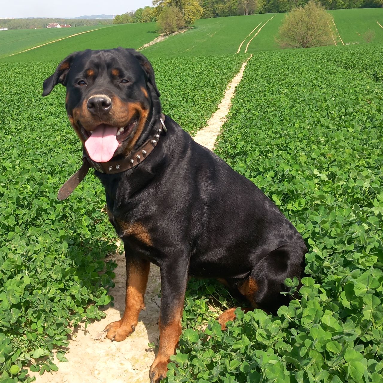 Soutěžní fotografie - Roxy,  Rotvajler