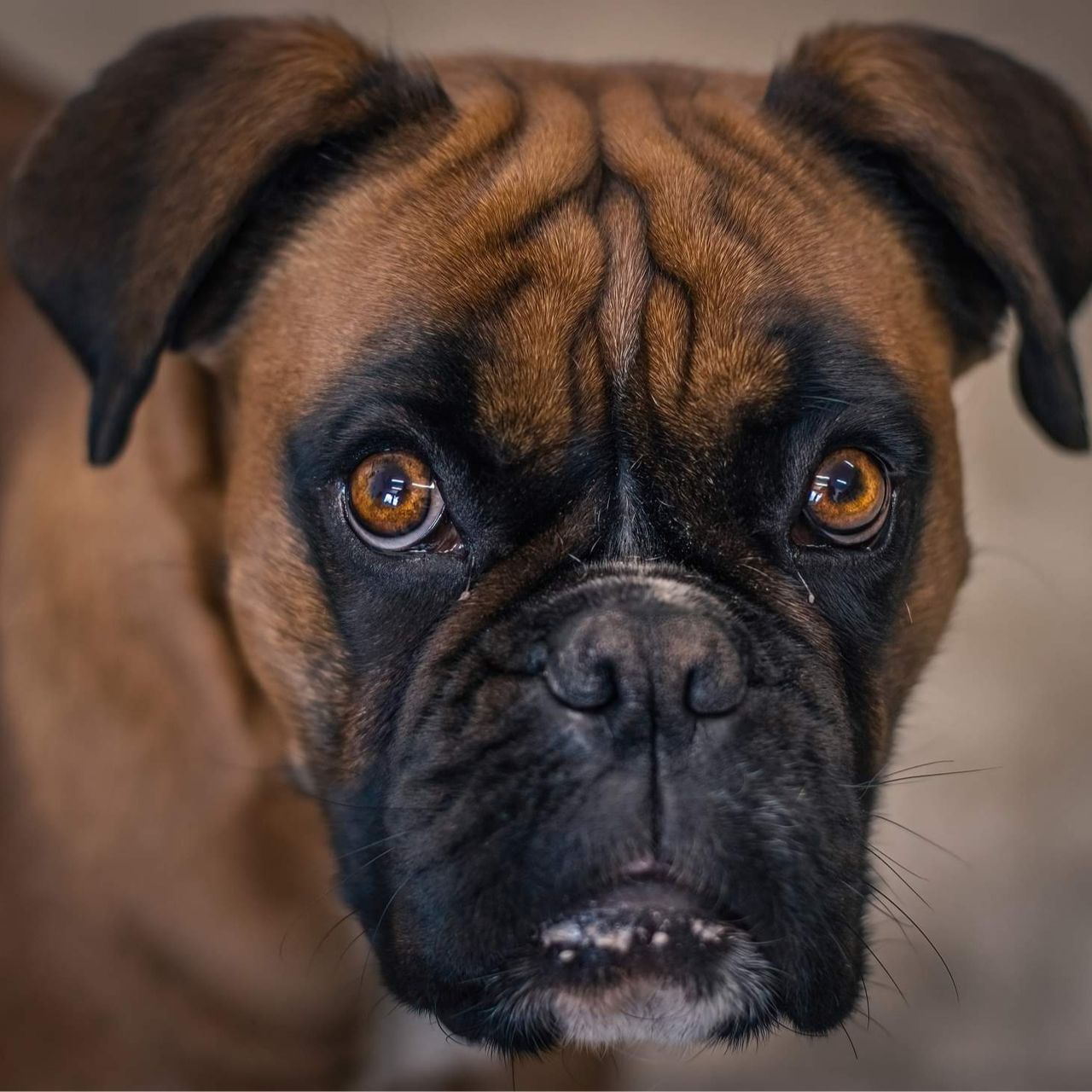 Soutěžní fotografie - Bonnie,  Německý boxer