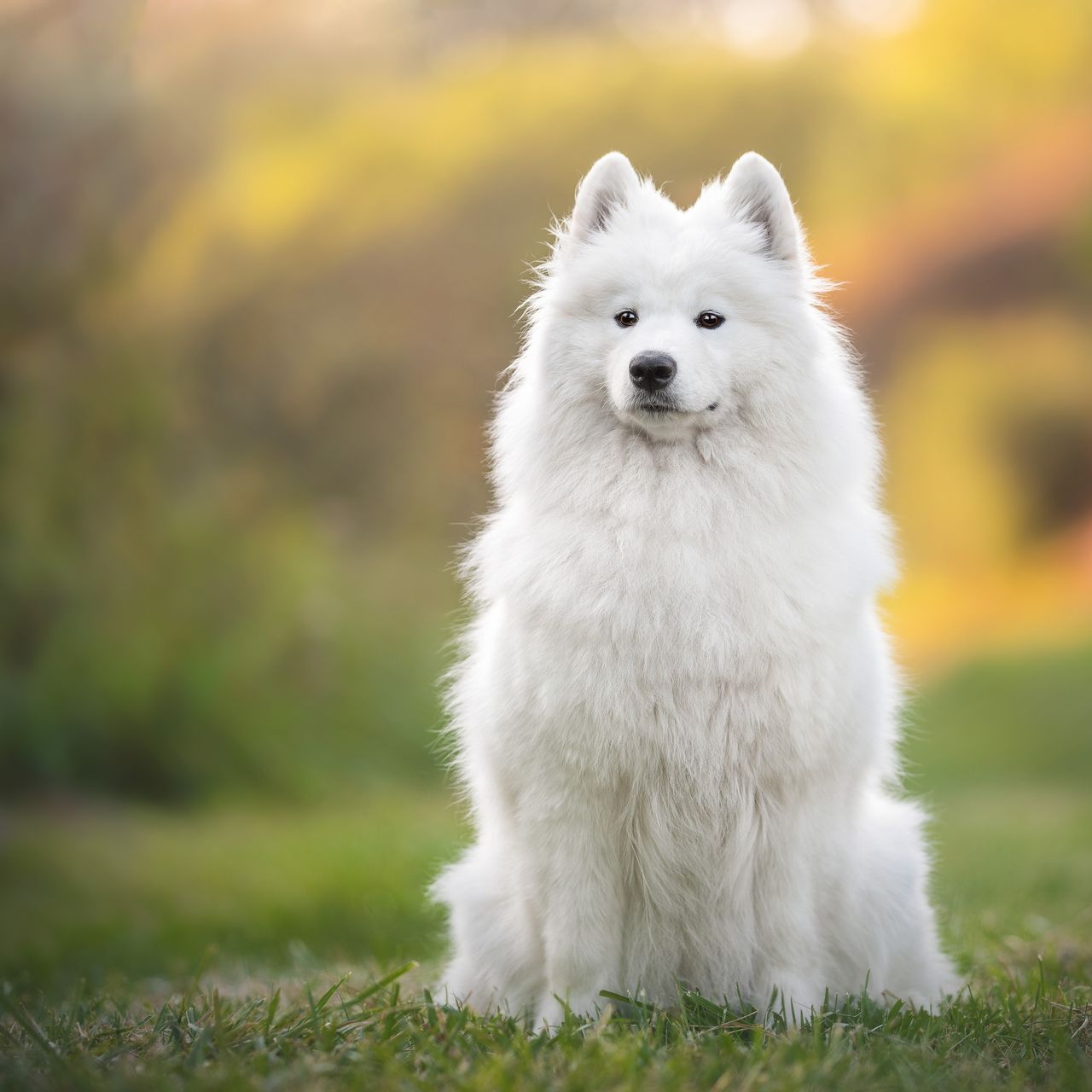 Soutěžní fotografie - Cookie,  Samojed