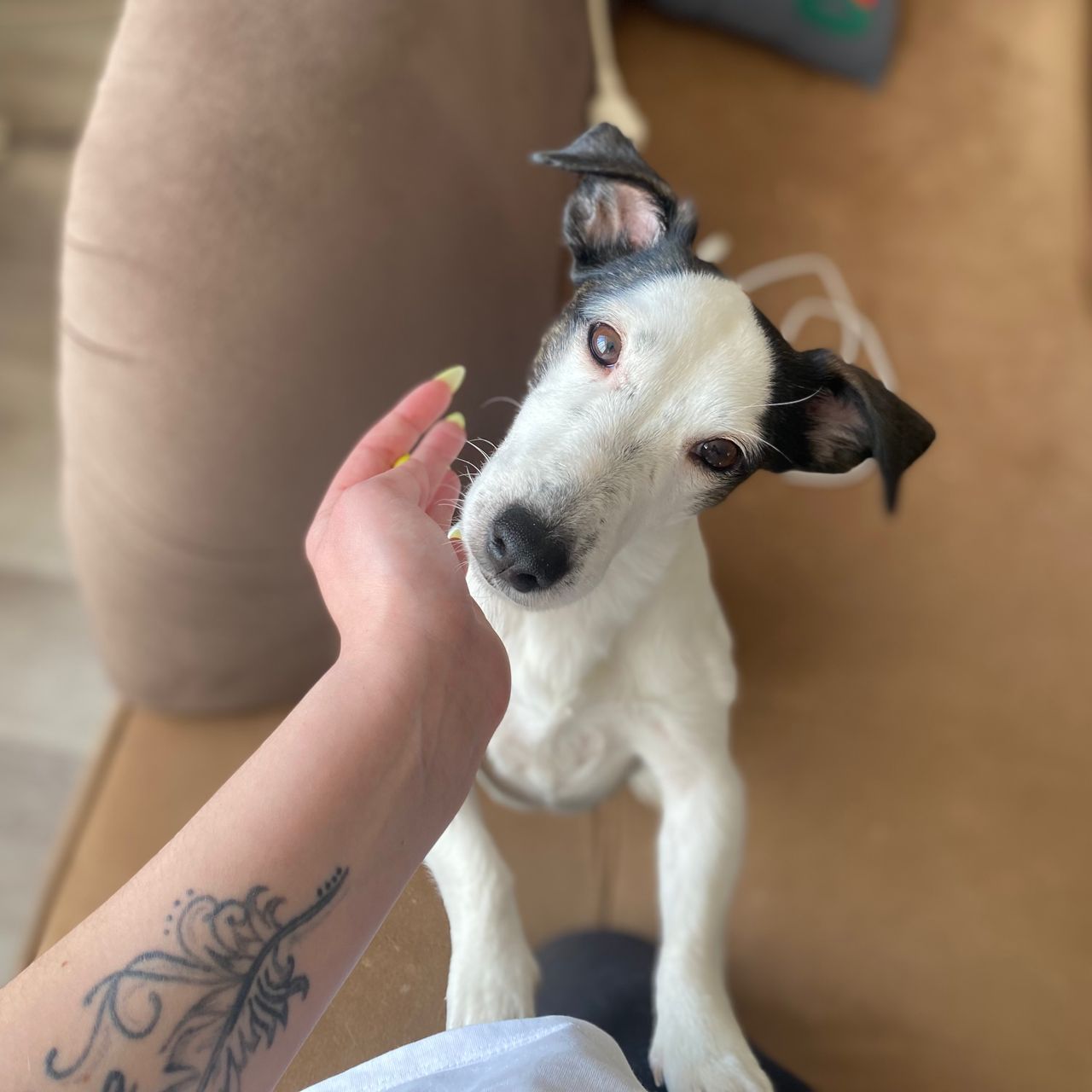 Soutěžní fotografie - Oliver,  Jack Russell Teriér