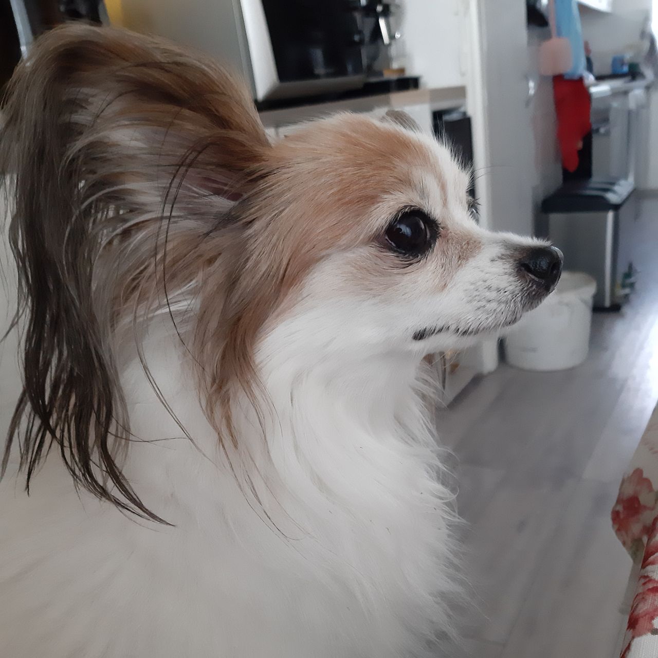 Soutěžní fotografie - Tessy,  Papillon