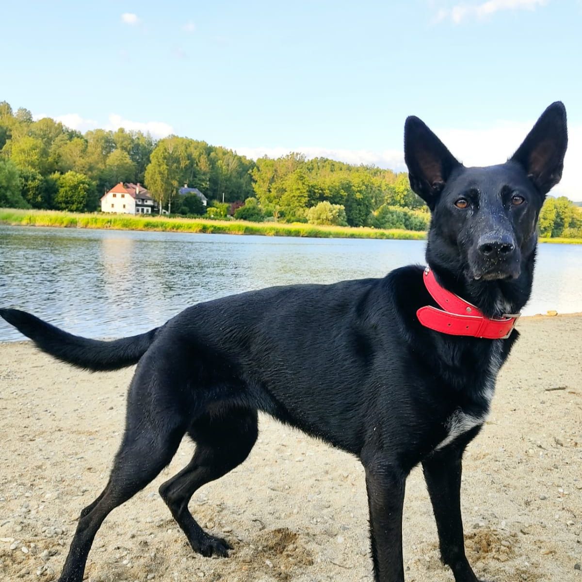 Soutěžní fotografie - Fifinka,  Belgický ovčák - Malinois