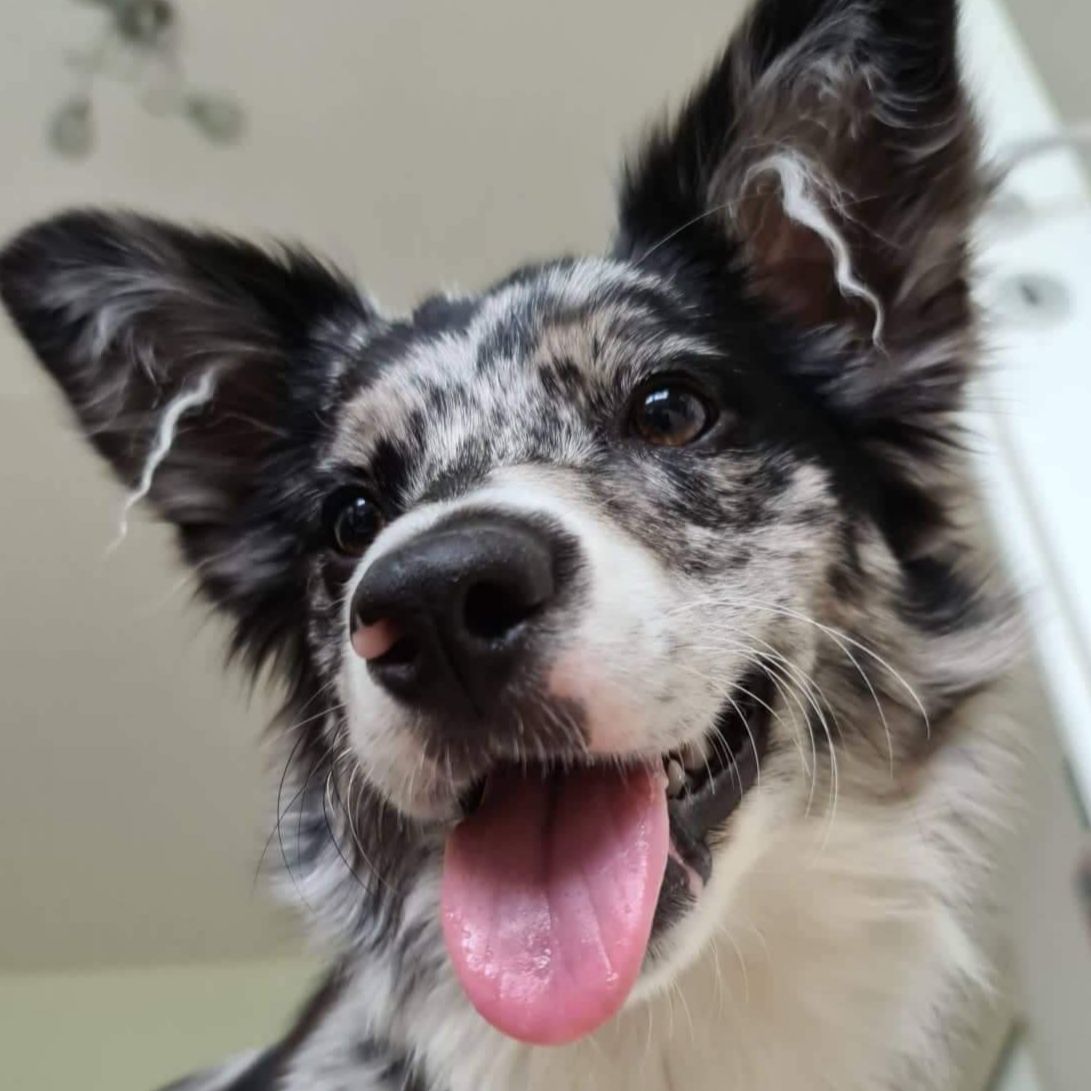 Soutěžní fotografie - Meggie,  Border kolie
