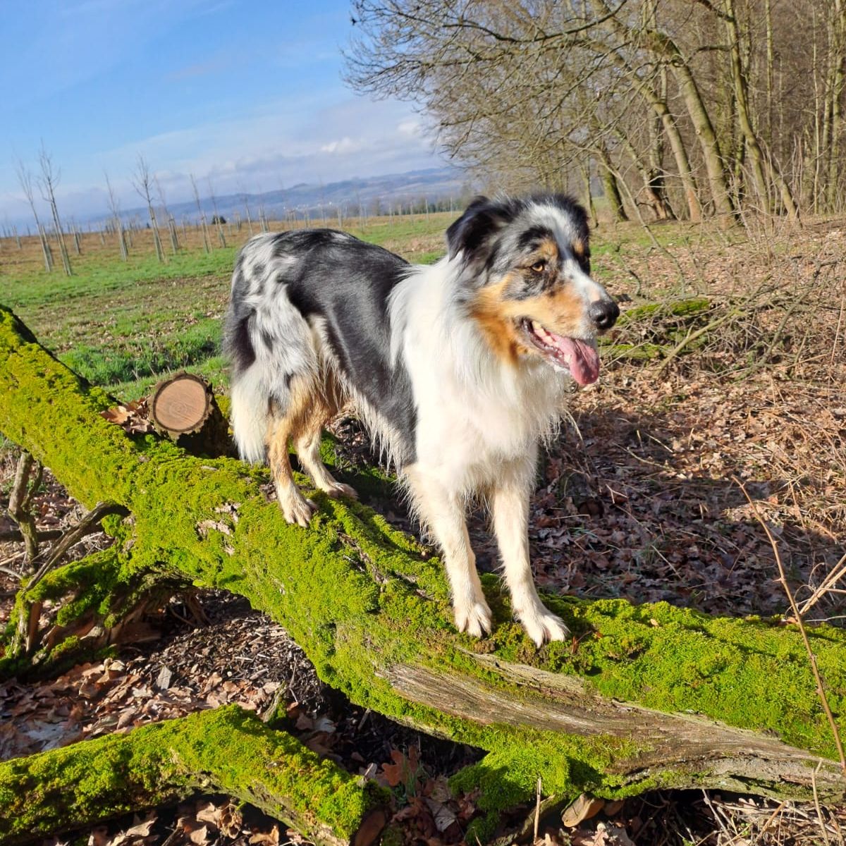 Soutěžní fotografie - Rocky,  Border kolie
