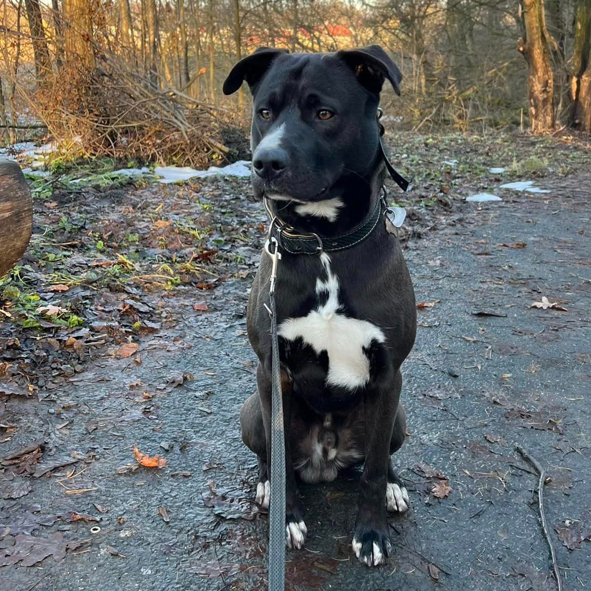 Soutěžní fotografie - Loki,  Ostatní