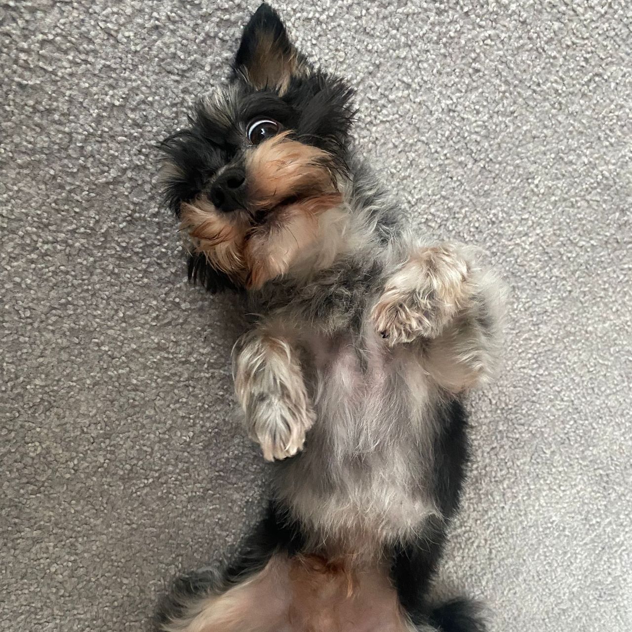 Soutěžní fotografie - Charlie,  Ostatní
