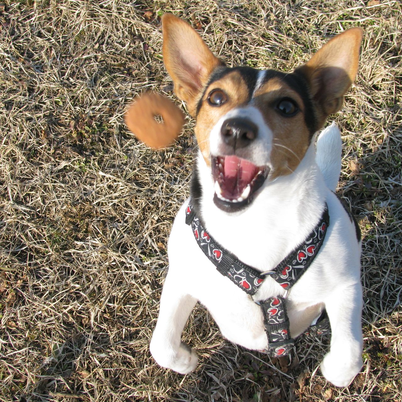 Soutěžní fotografie - Terinka,  Jack Russell Teriér
