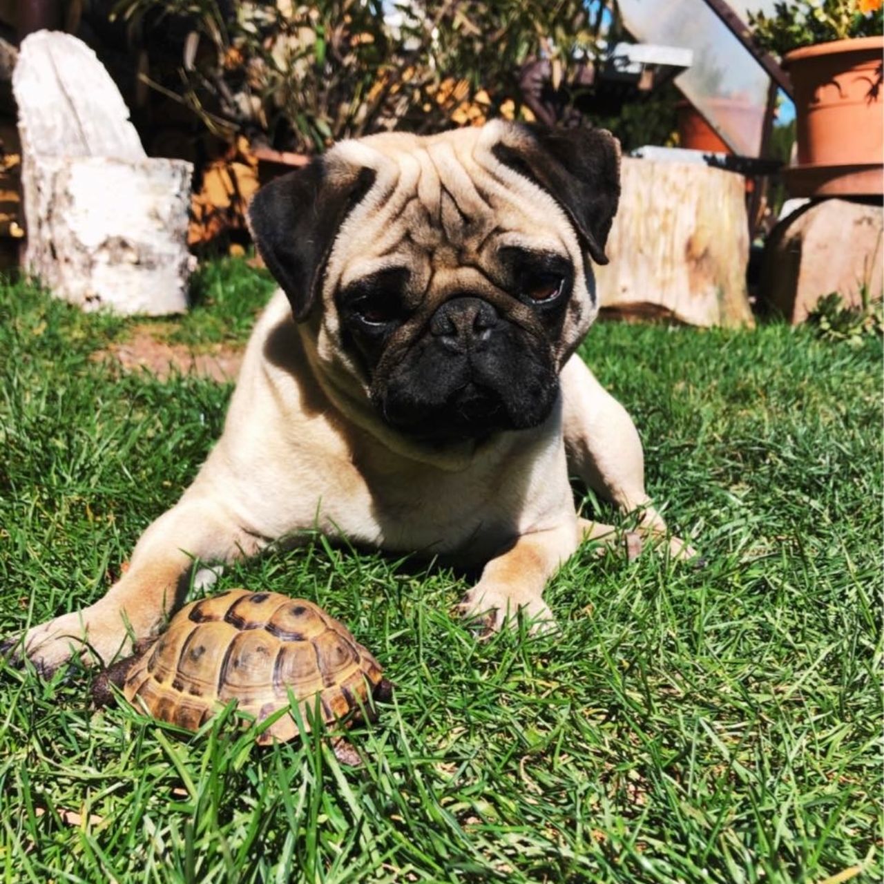 Soutěžní fotografie - Laky,  Mops