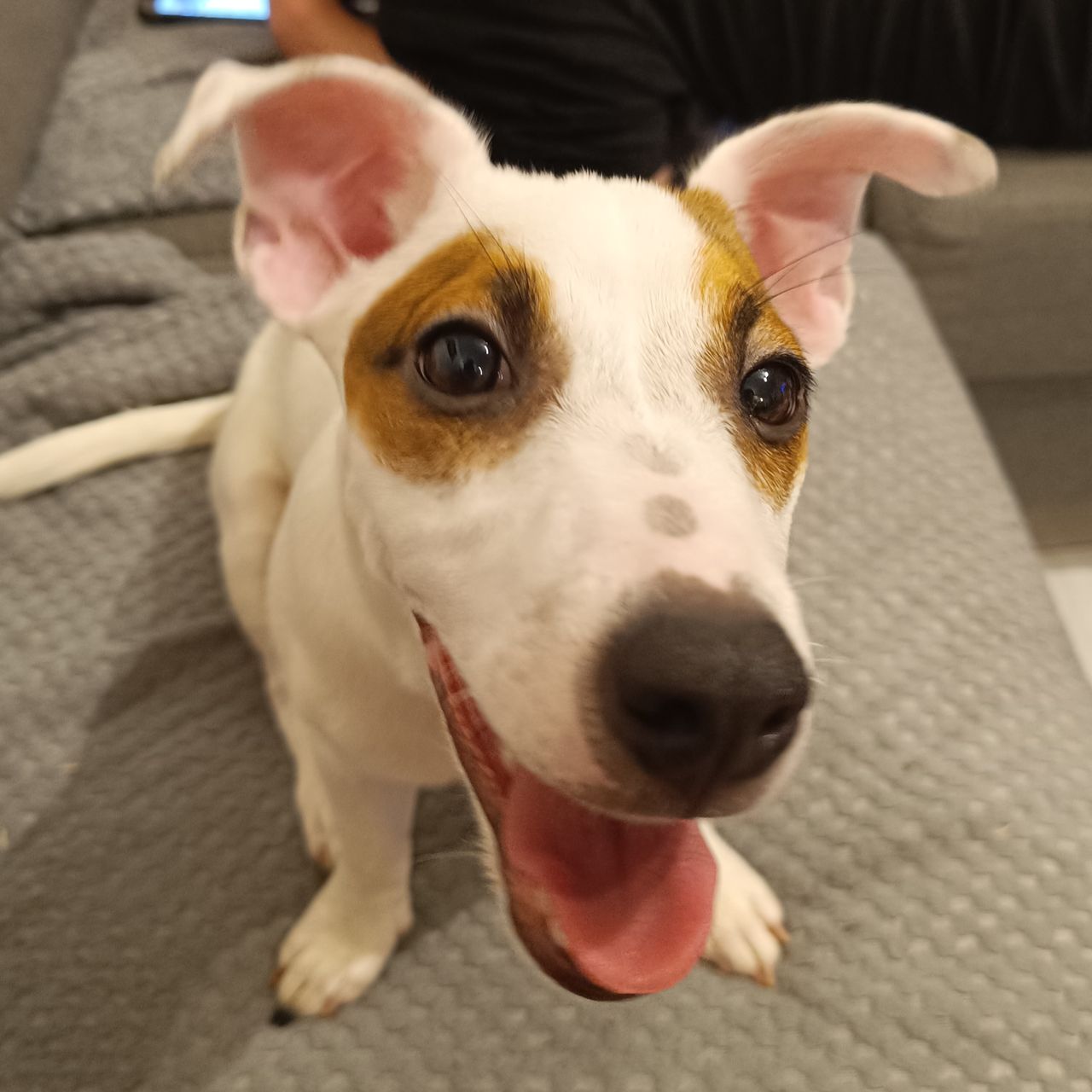 Soutěžní fotografie - Maila,  Jack Russell Teriér