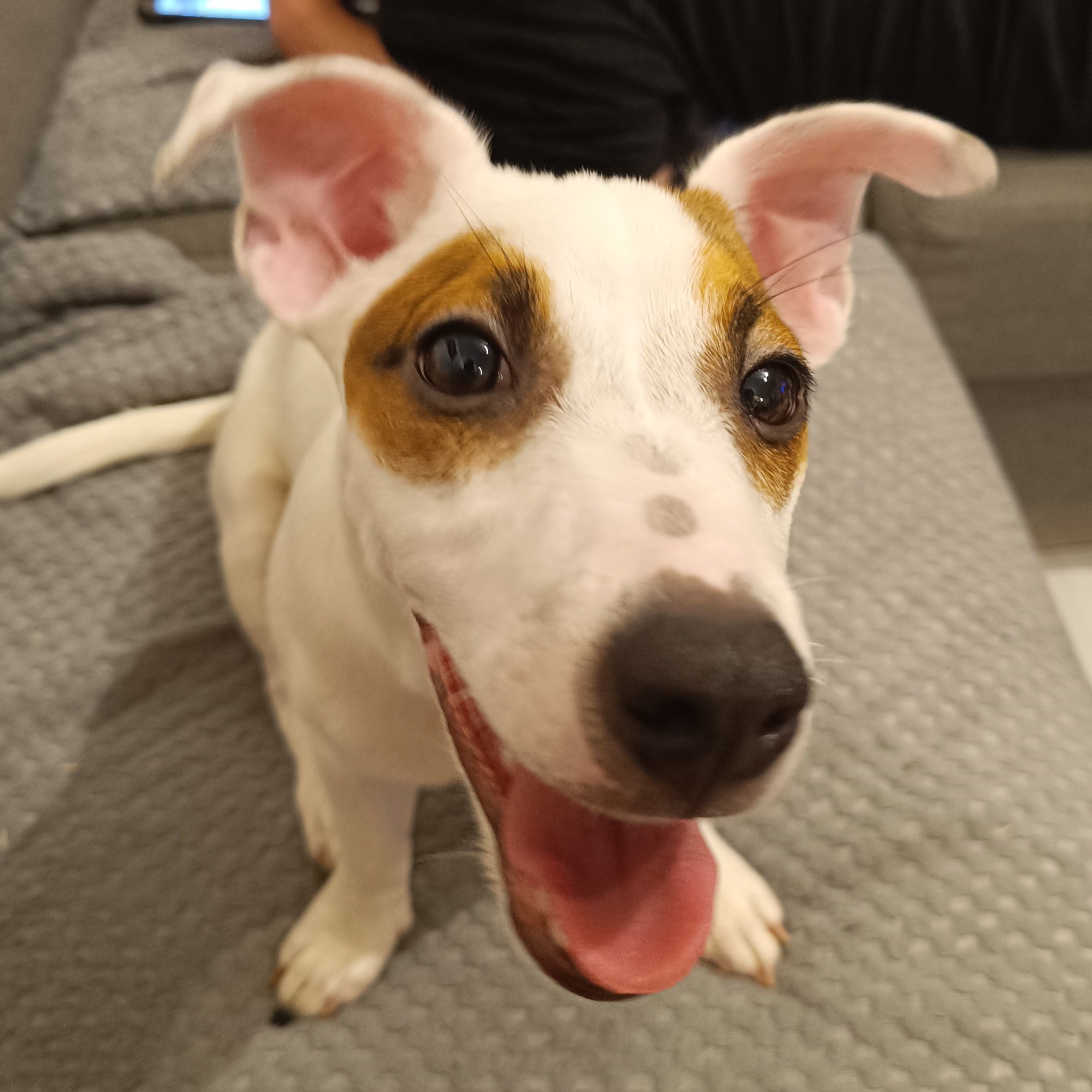 Soutěžní fotografie - Maila,  Jack Russell Teriér