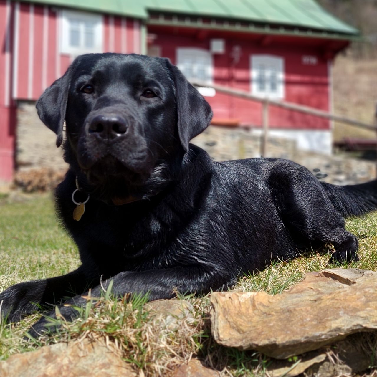 Soutěžní fotografie - Dasty,  Labradorský retriever