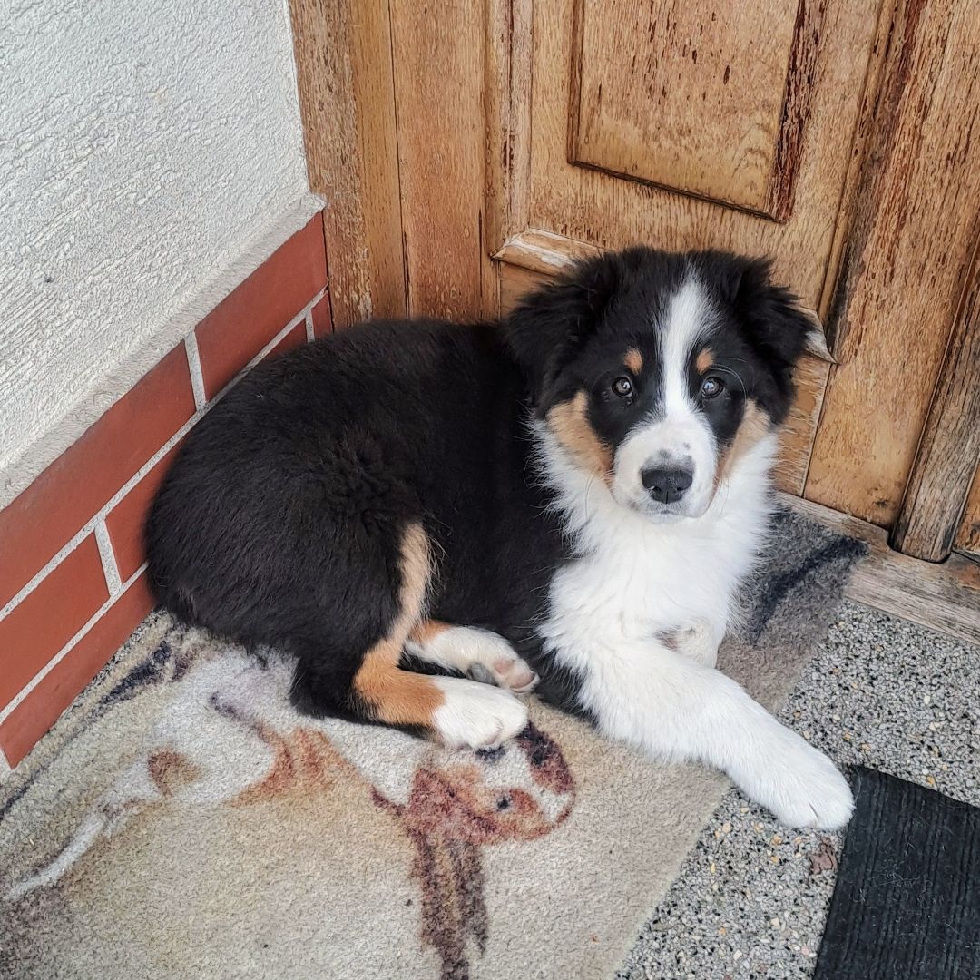 Soutěžní fotografie - Buddy,  Australský ovčák