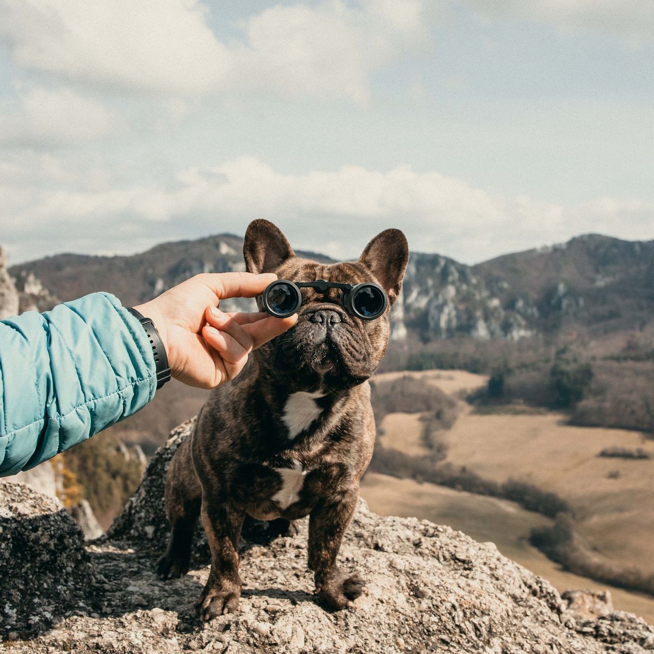 Soutěžní fotografie - Gulič,  Francouzský buldoček