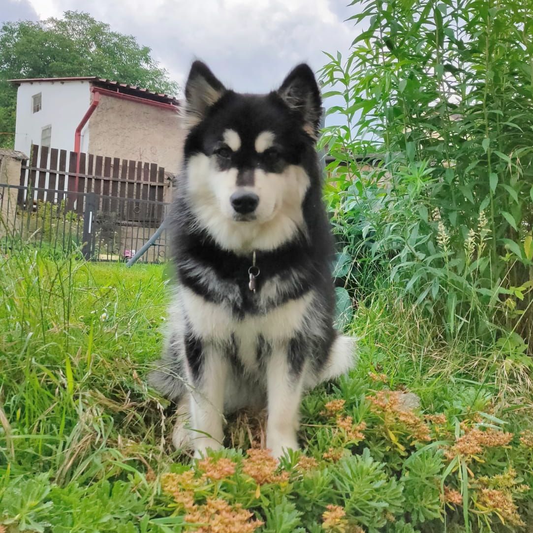 Soutěžní fotografie - Iggy,  Lapinkoira
