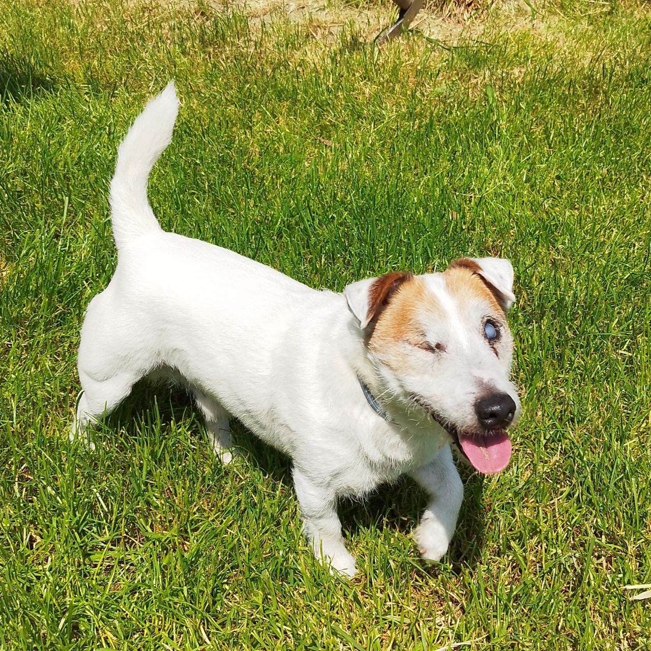 Soutěžní fotografie - Bárt,  Jack Russell Teriér