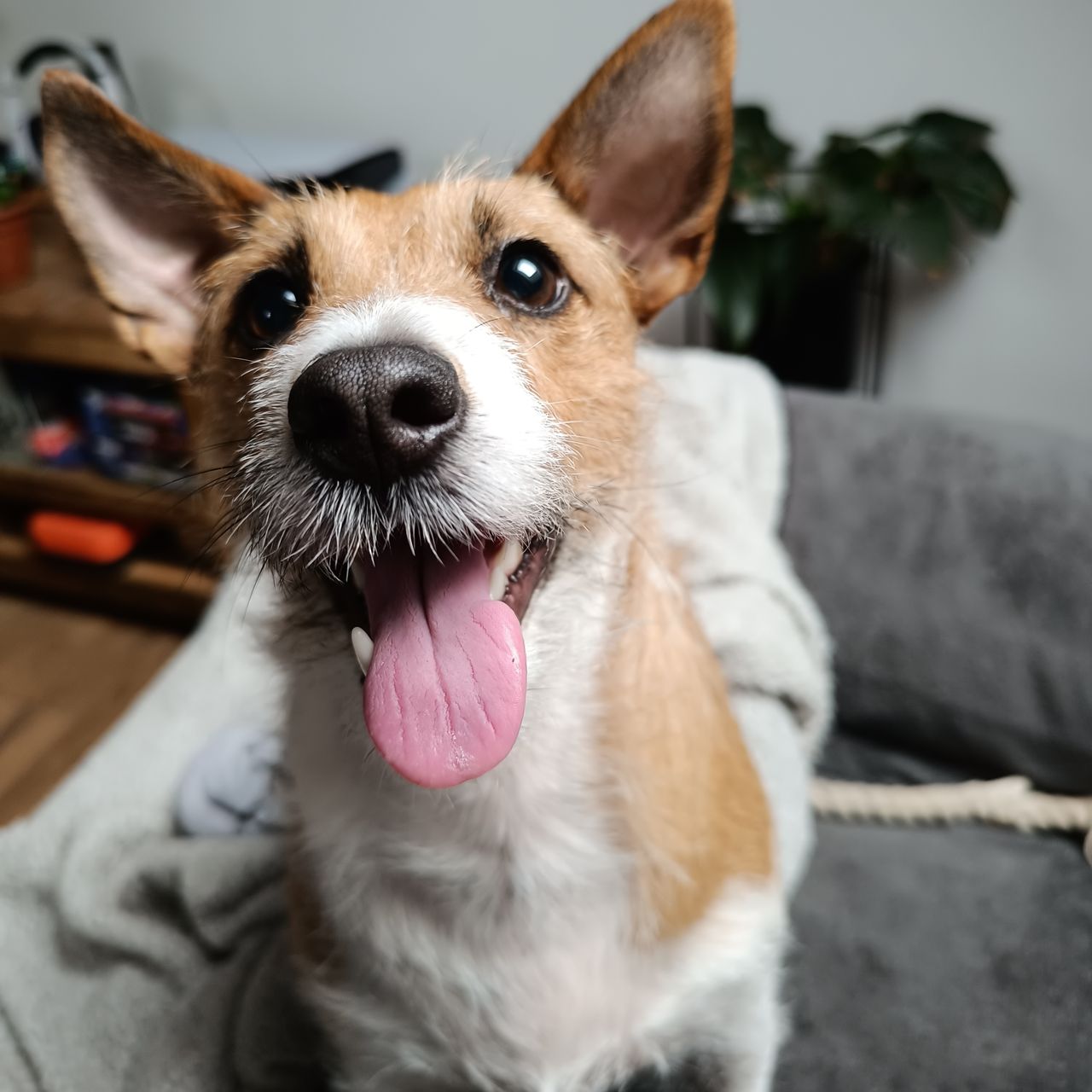 Soutěžní fotografie - Emma,  Jack Russell Teriér