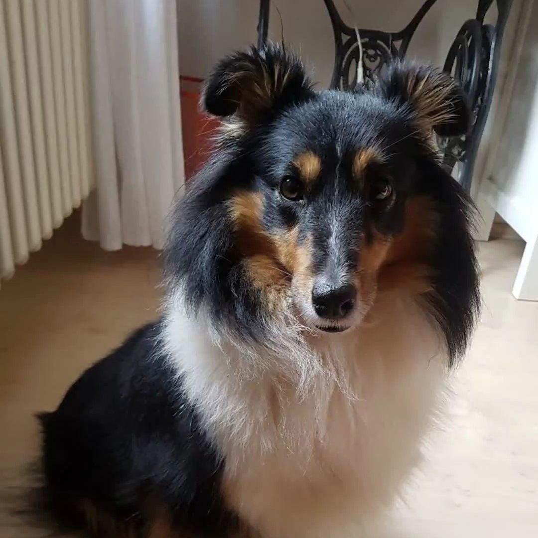 Soutěžní fotografie - Maya,  Sheltie