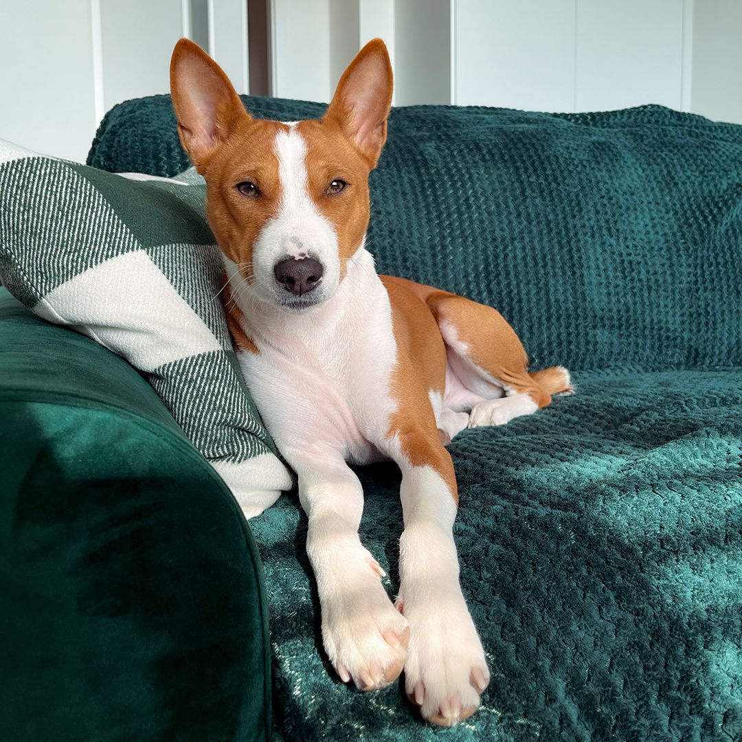 Soutěžní fotografie - Cairo,  Basenji