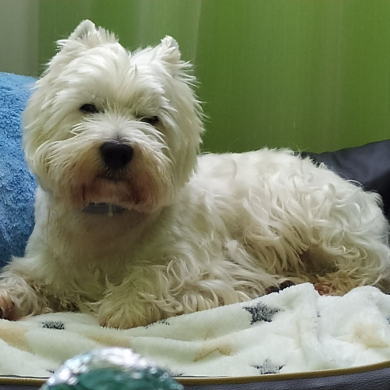 Soutěžní fotografie - Ronny,  West Highland White Terrier