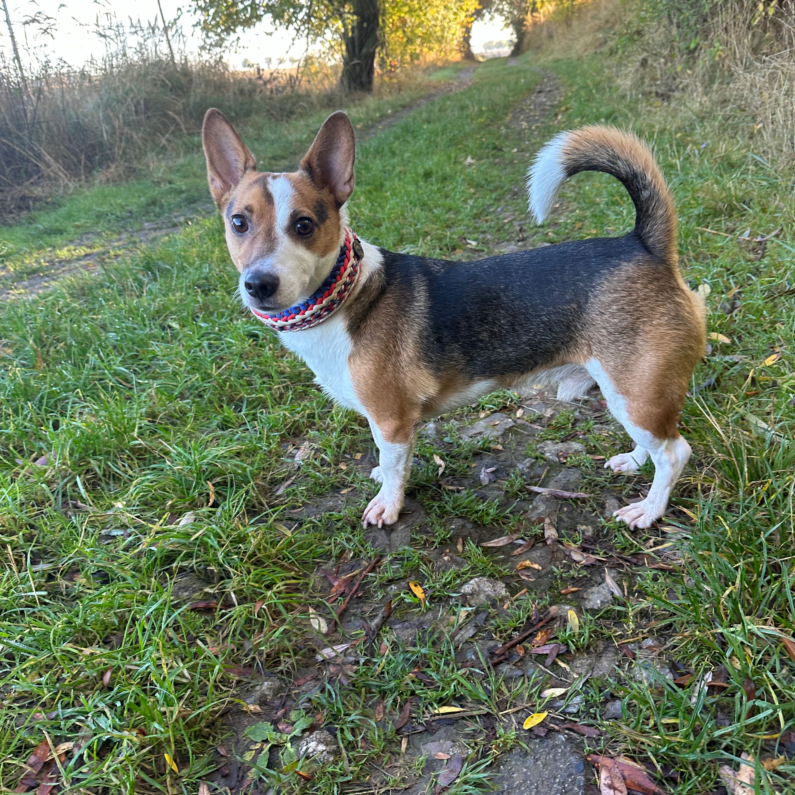 Soutěžní fotografie - Bailey,  Ostatní