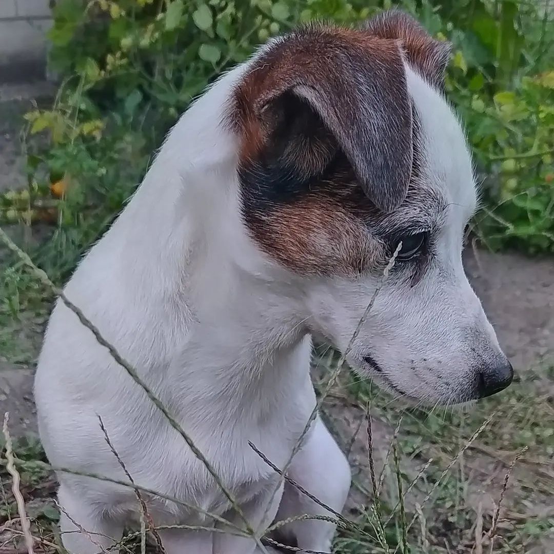 Soutěžní fotografie - Kessie ,  Jack Russell Teriér
