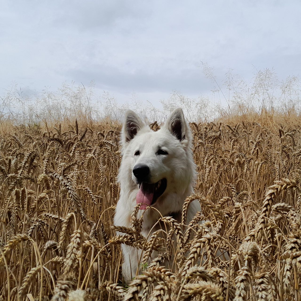Soutěžní fotografie - Rufus,  Bílý švýcarský ovčák