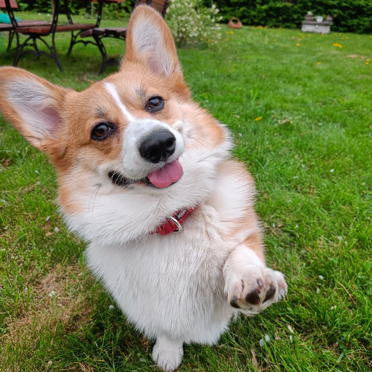 Soutěžní fotografie - Yuki,  Welsh Corgi Pembroke