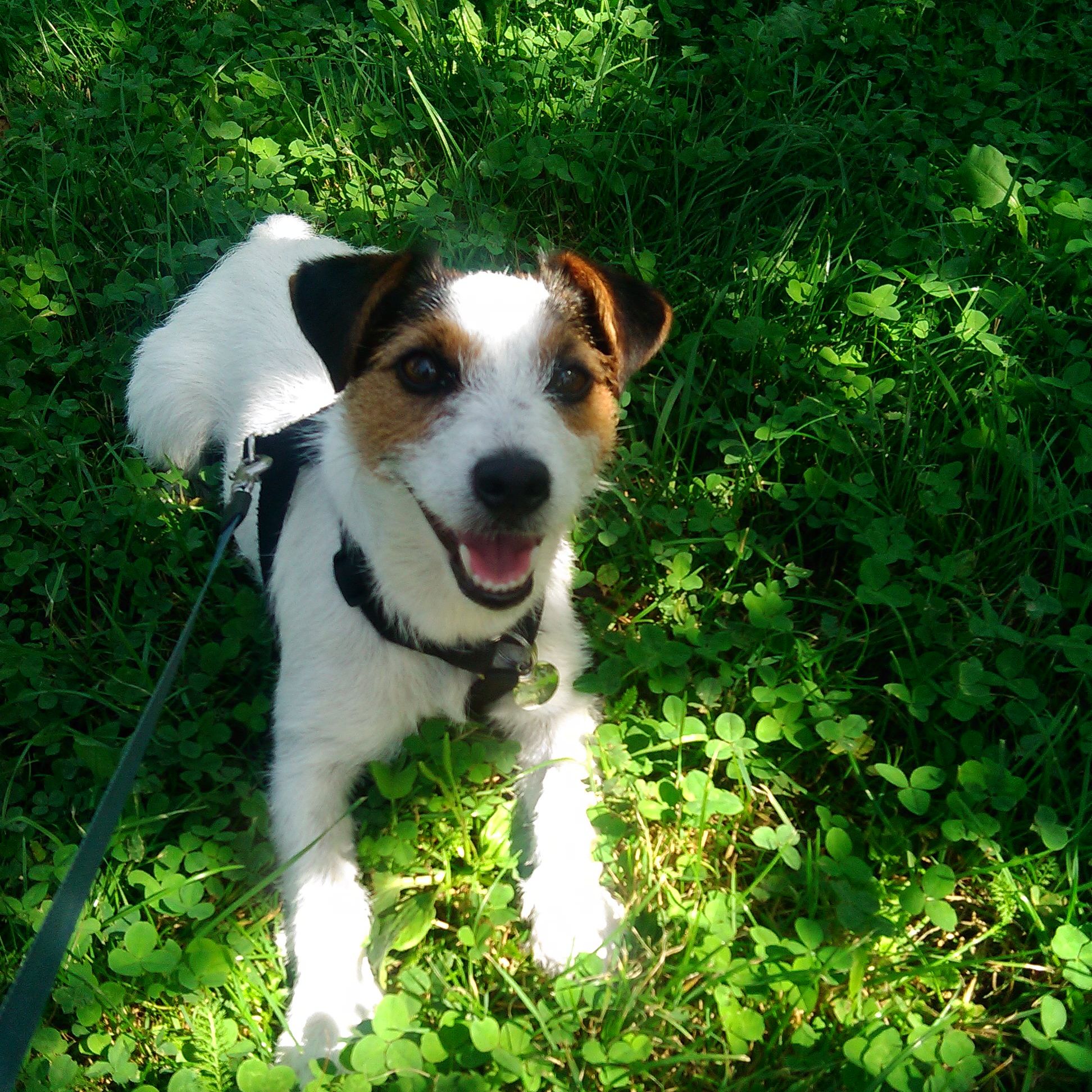 Soutěžní fotografie - Roxy ,  Jack Russell Teriér