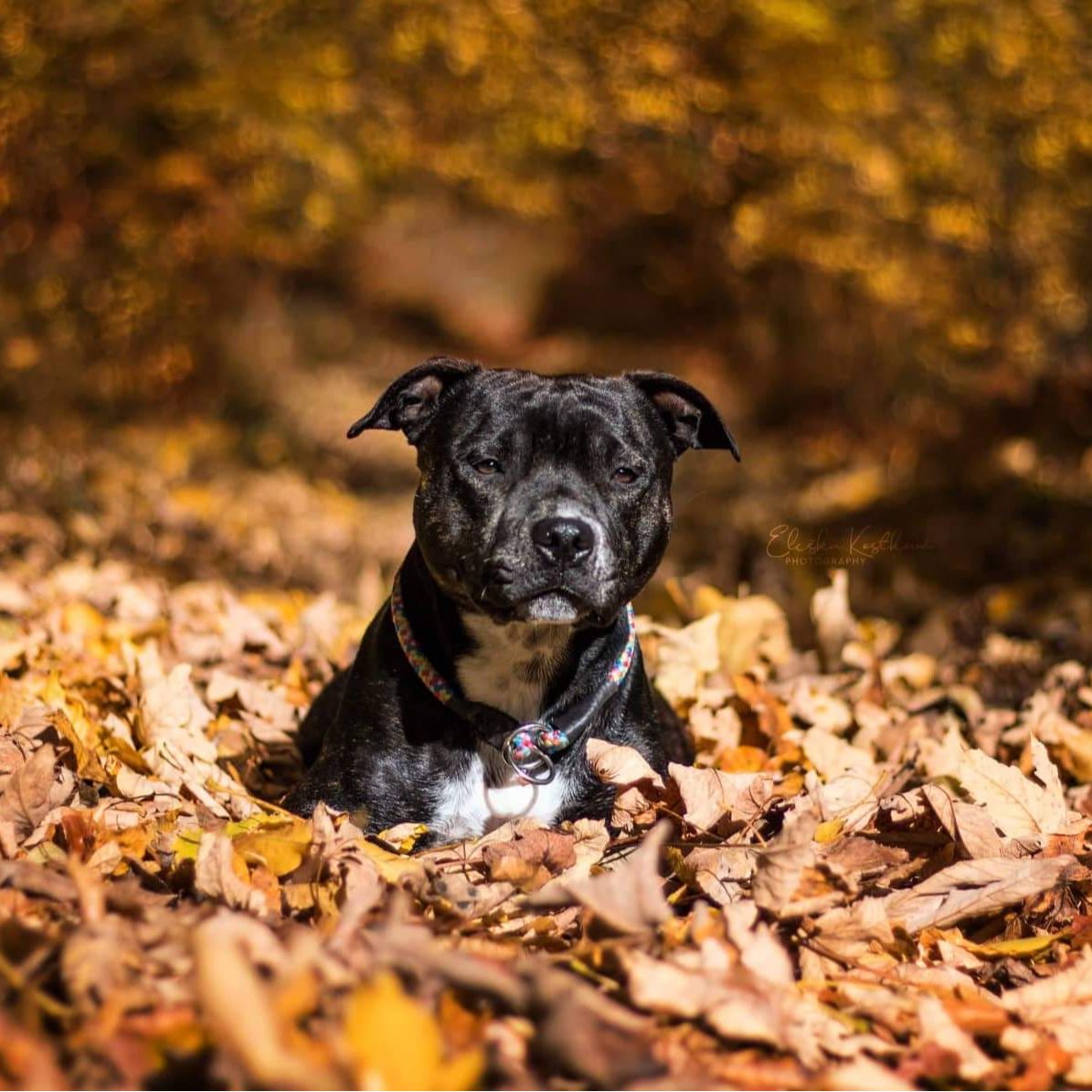 Soutěžní fotografie - Abby,  Stafordšírský bullterier