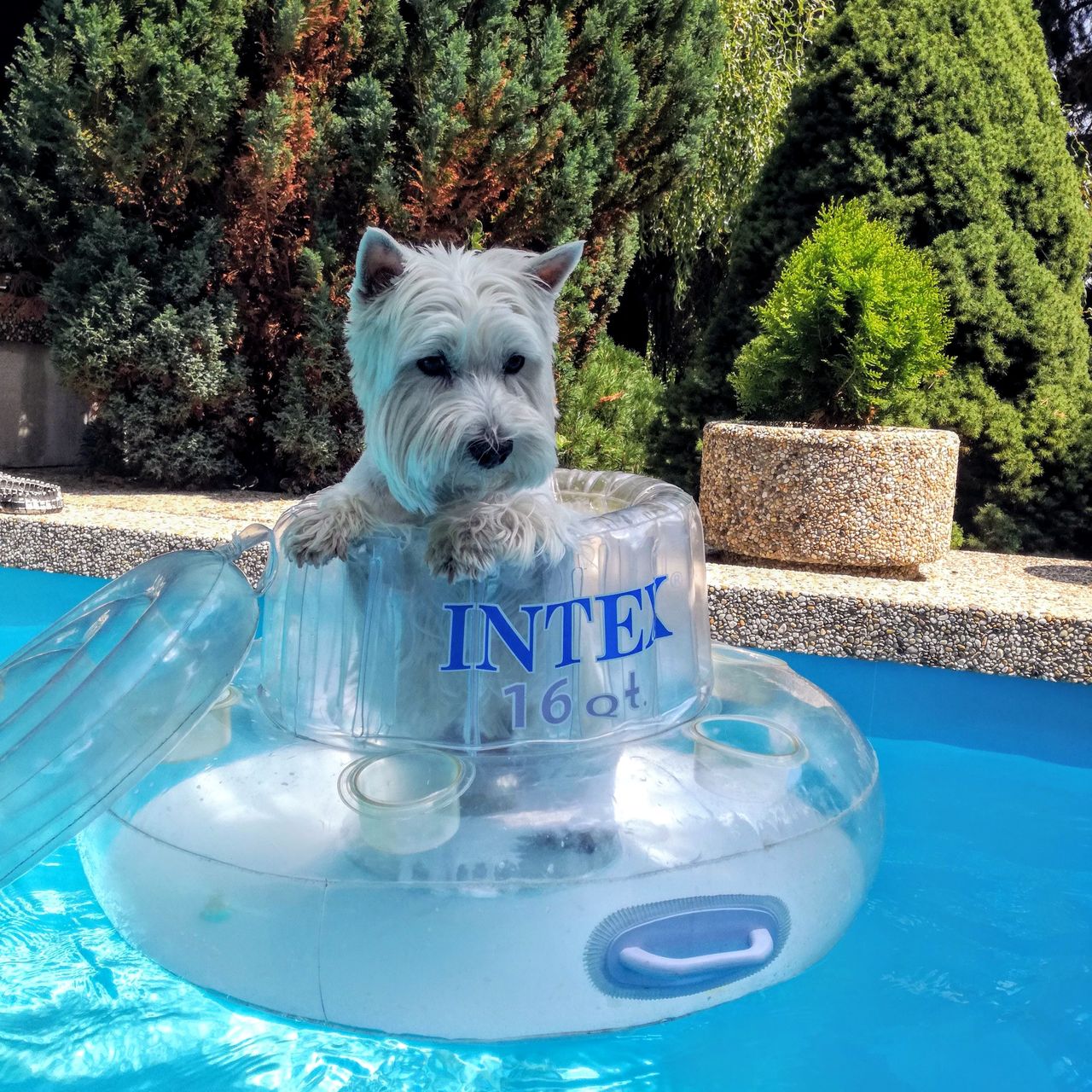 Soutěžní fotografie - Kelly ,  West Highland White Terrier