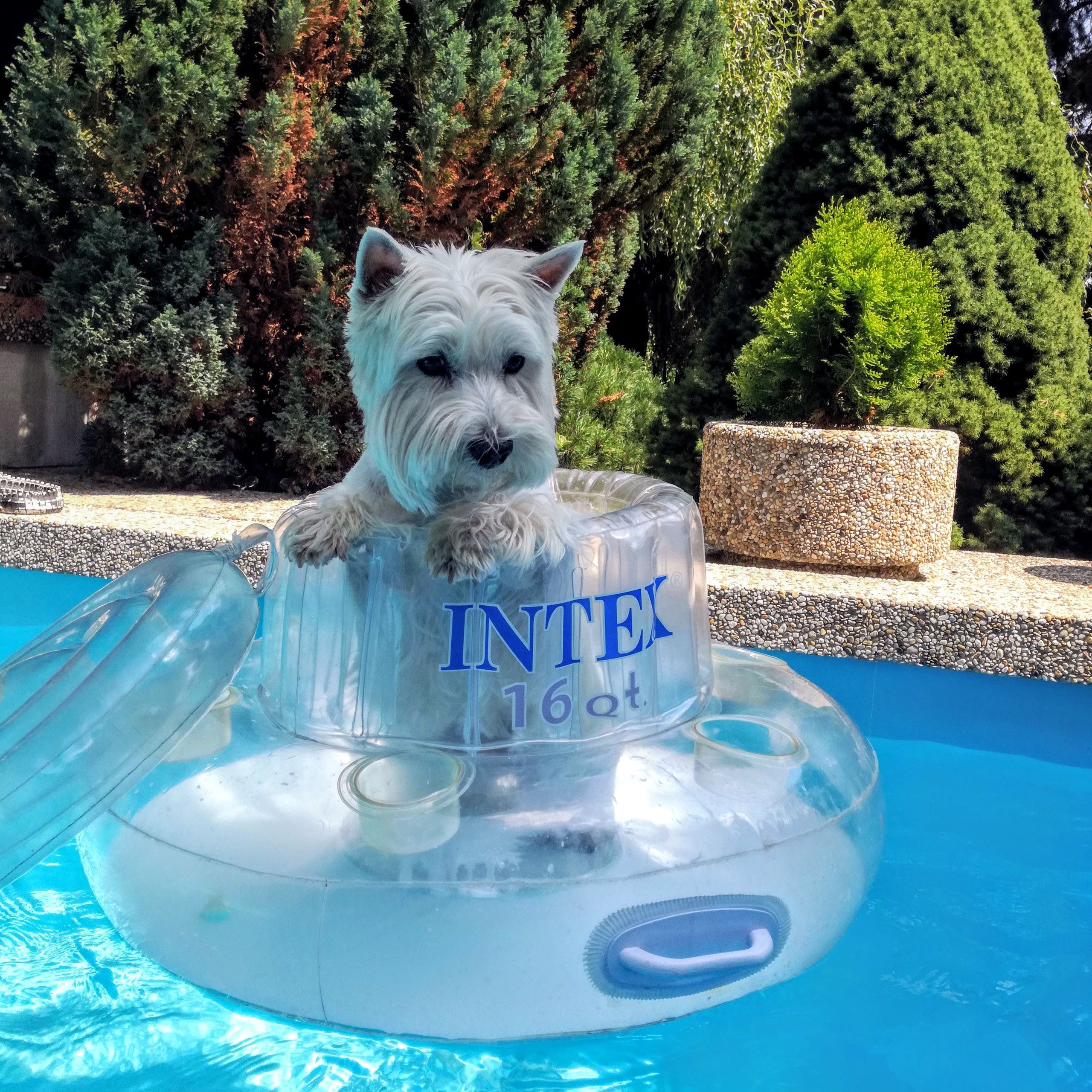 Soutěžní fotografie - Kelly ,  West Highland White Terrier