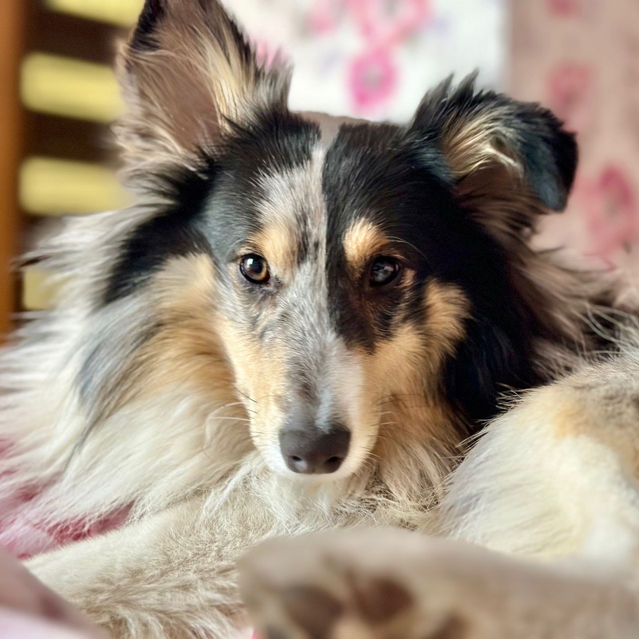 Soutěžní fotografie - Lumi,  Sheltie