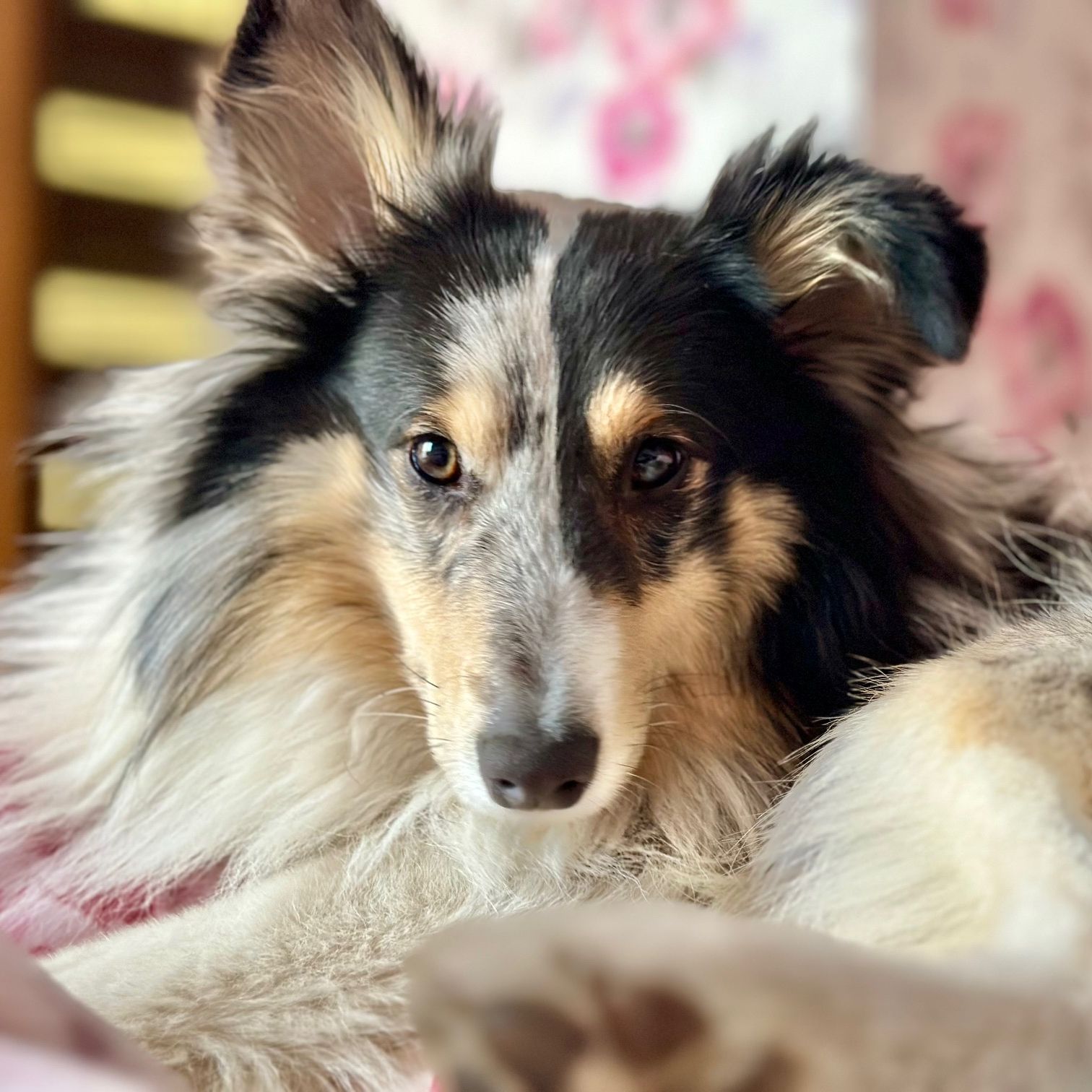 Soutěžní fotografie - Lumi,  Sheltie
