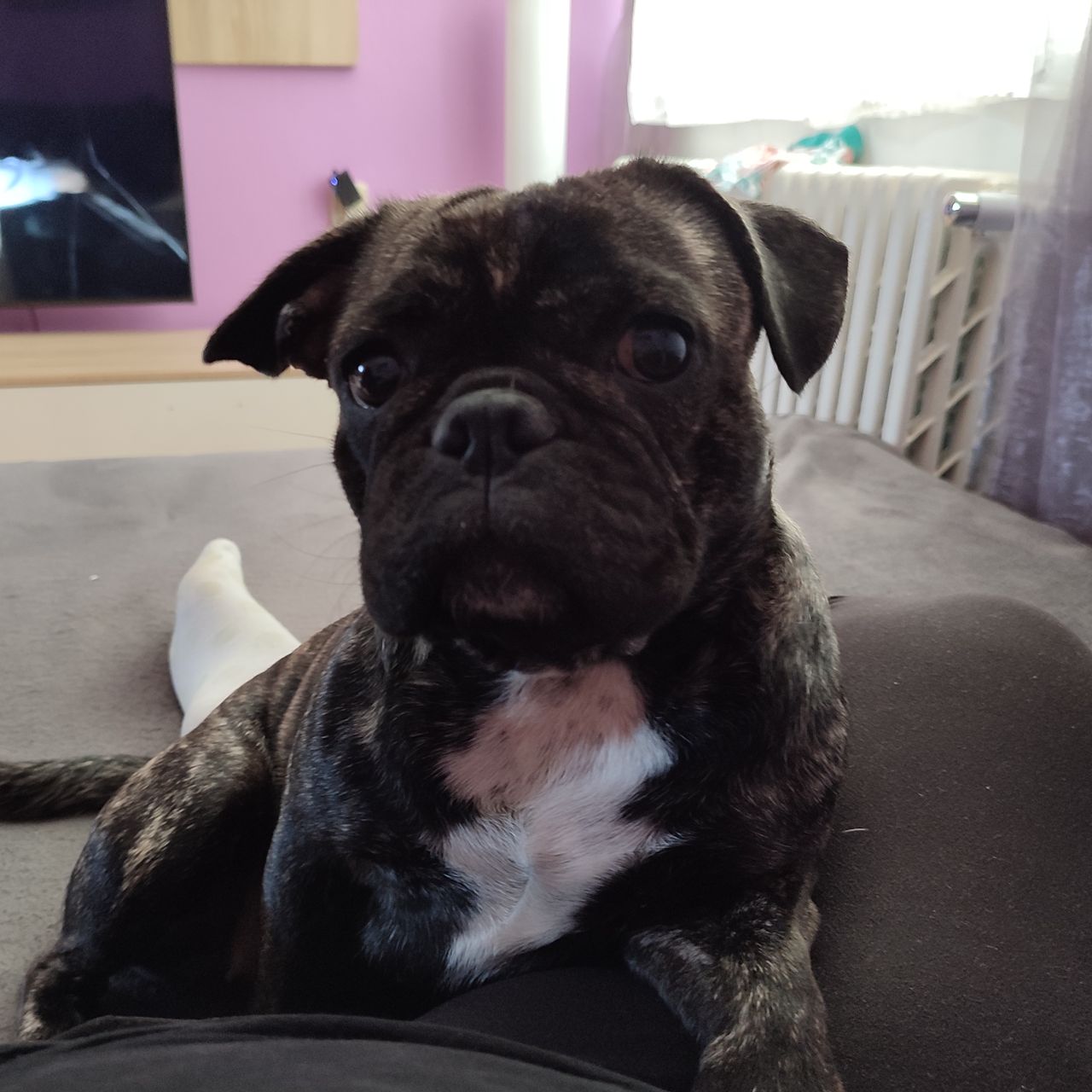 Soutěžní fotografie - Kikina,  Mops
