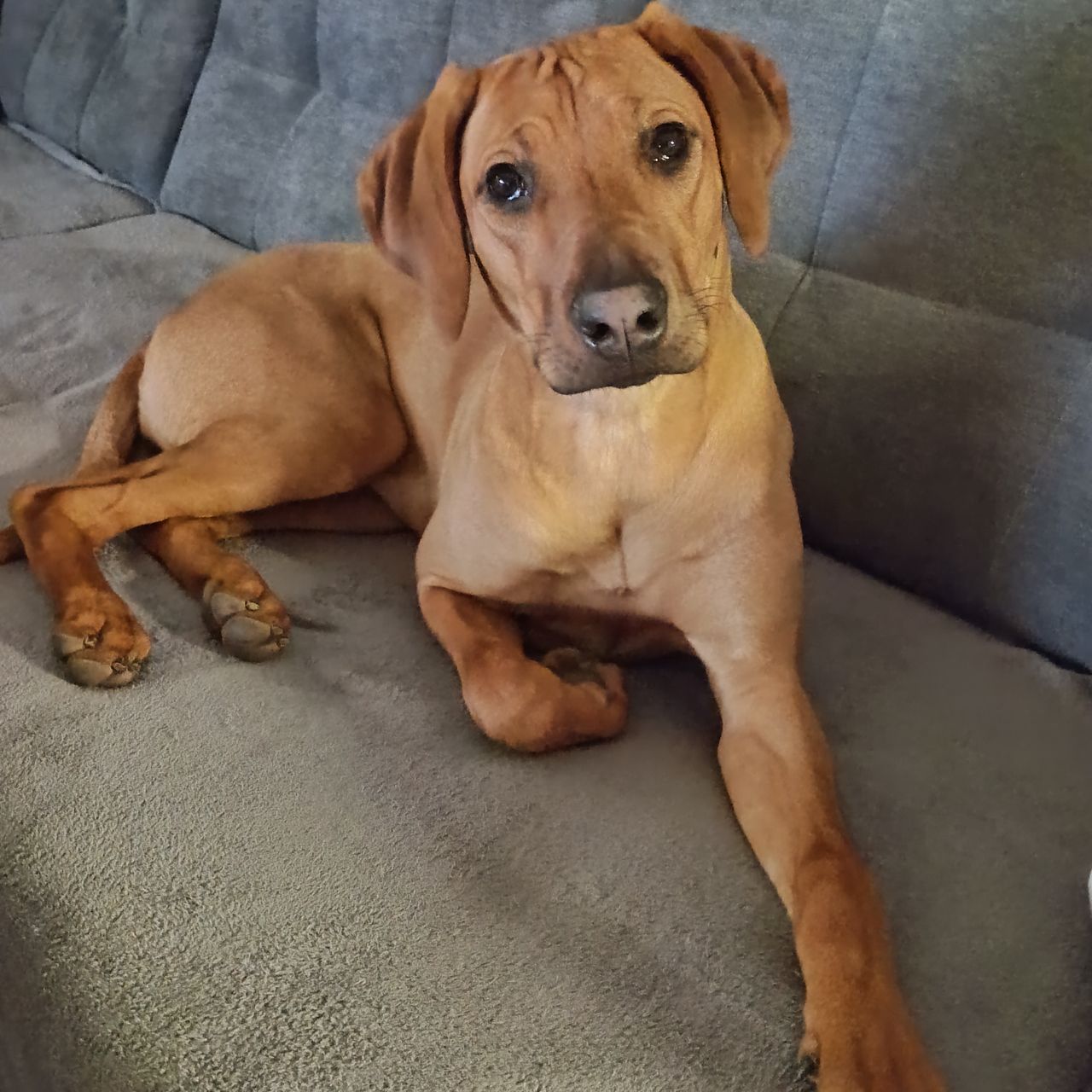 Soutěžní fotografie - Bella,  Rhodéský ridgeback