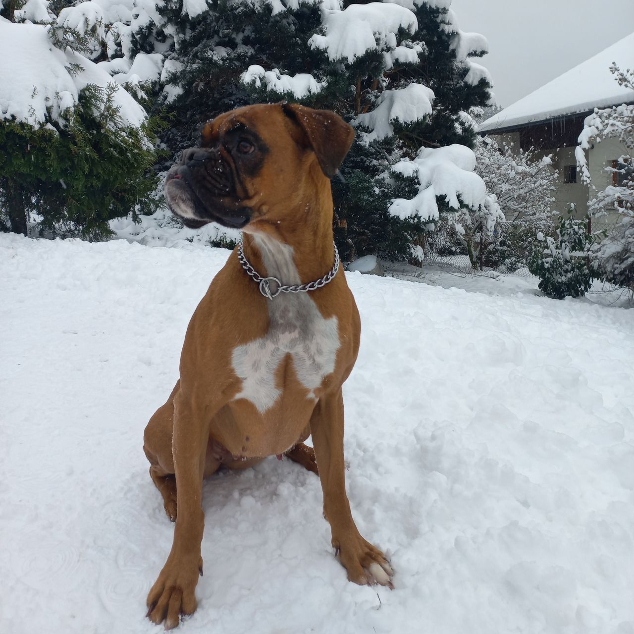 Soutěžní fotografie - Cora,  Německý boxer